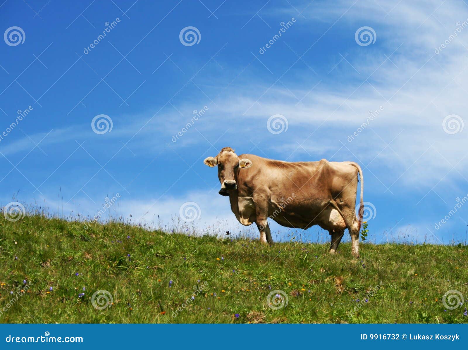 Vaca alpestre. Una vaca en un pequeño valle de Walser llamó Kleinwalsertal en Austria