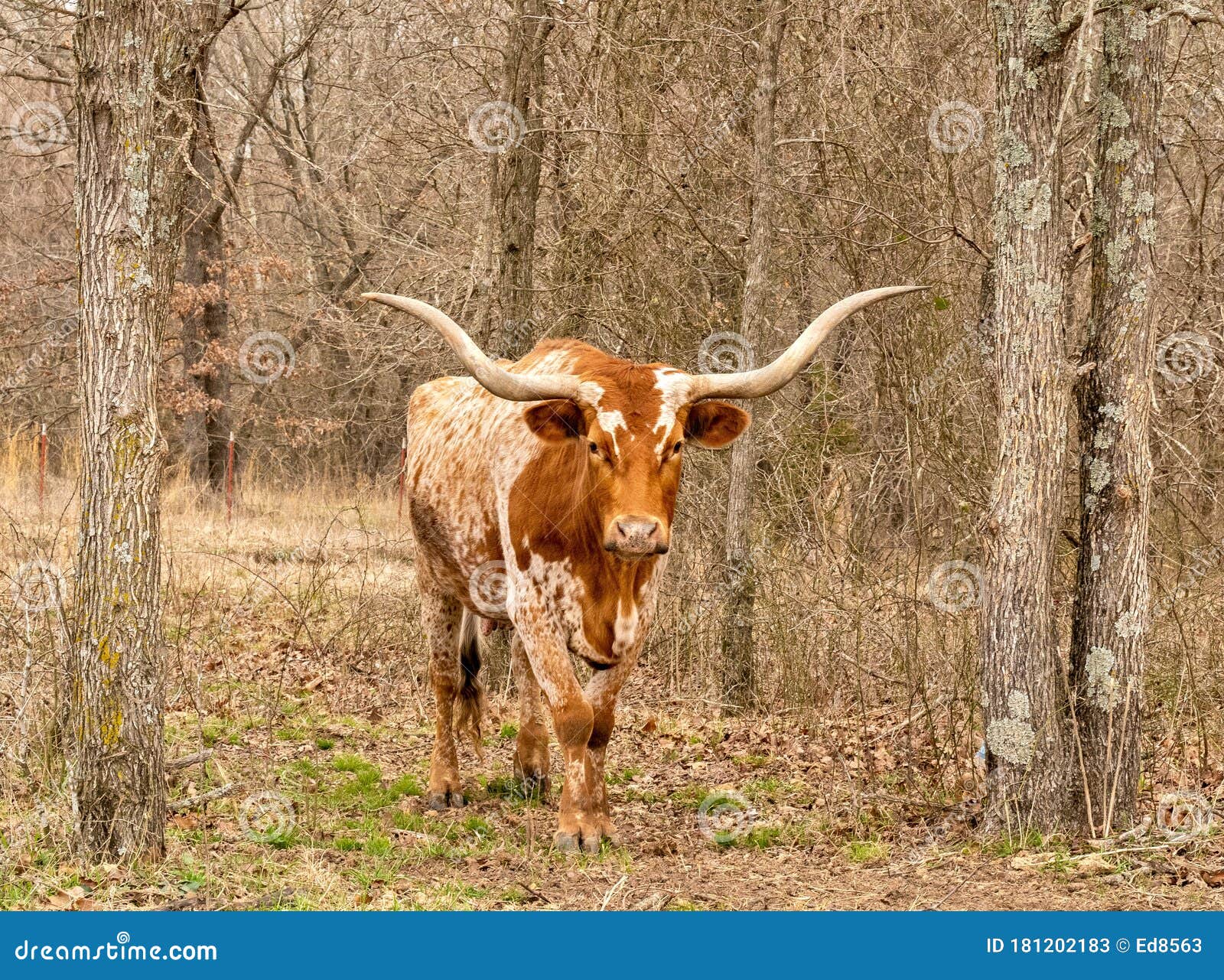 Vaca Bovina De Vacuno De Longhorn De Texas Paradas Entre árboles En Pastos  Imagen de archivo - Imagen de animal, tejas: 181202183