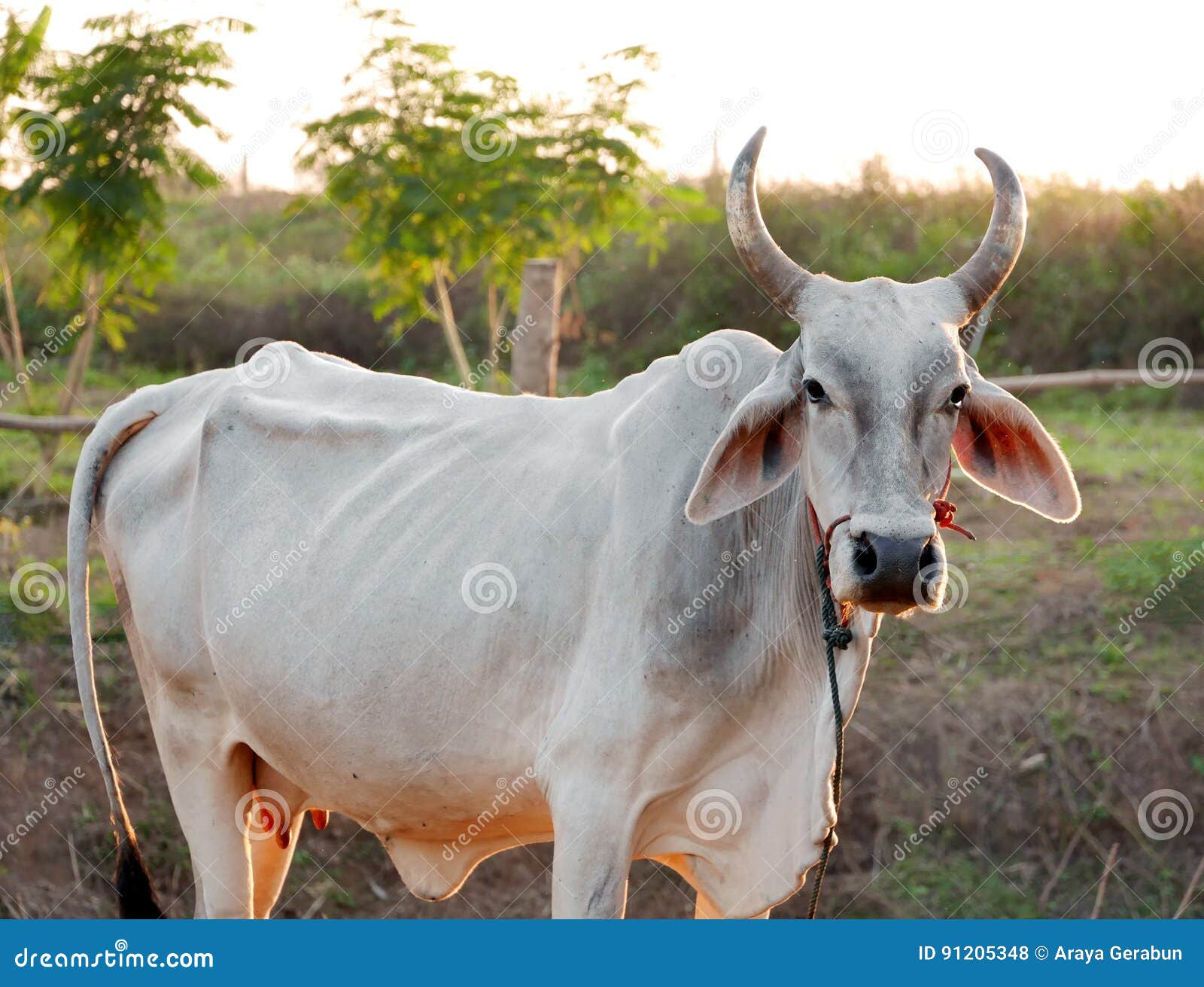 Vaca com chifre foto de stock. Imagem de vaca, marrom - 91205348