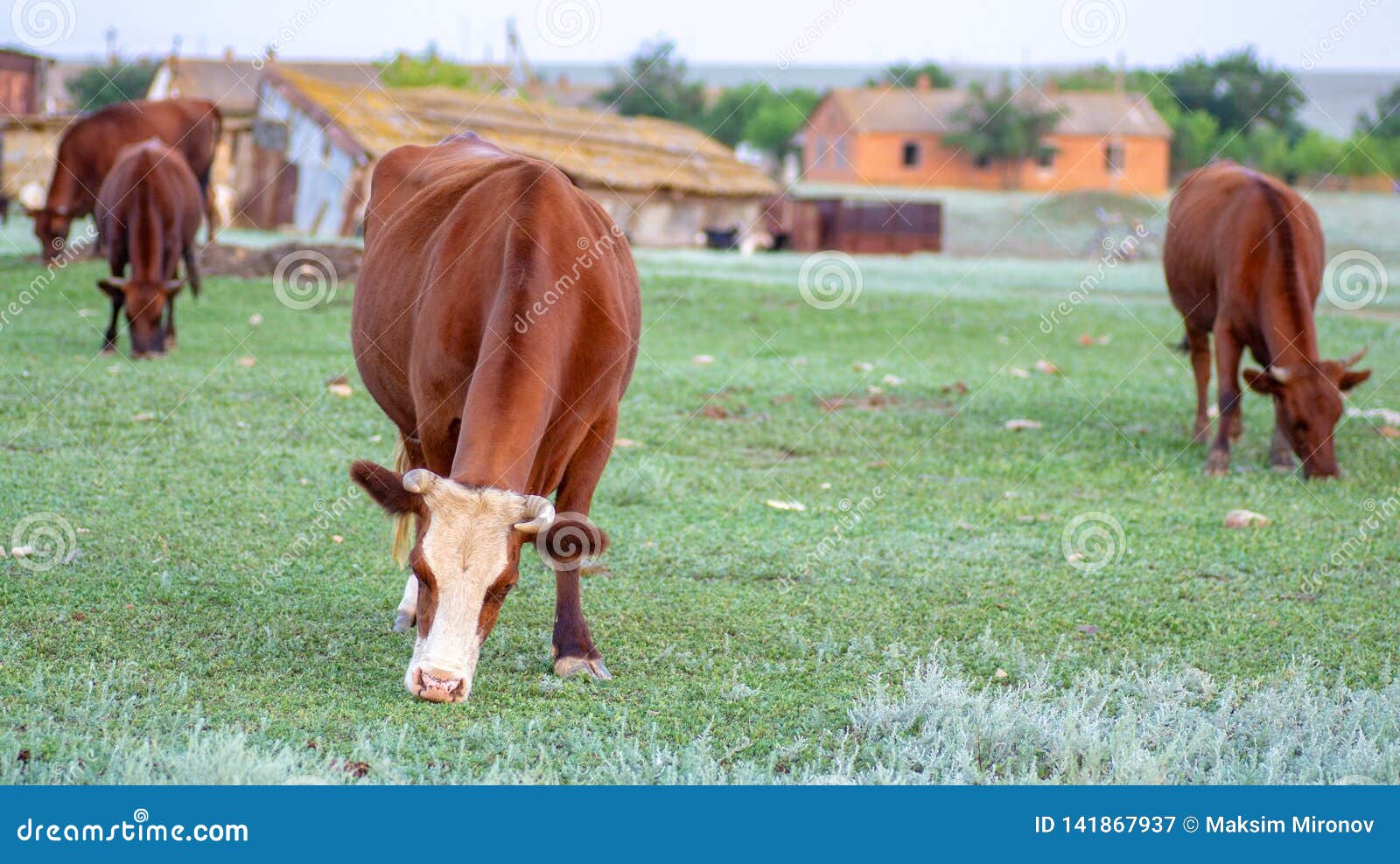 Vaca en un pasto del verano. Vaca con lanas marrones que pasta en un prado de la estepa en un día de verano Granja de la vaca de leche