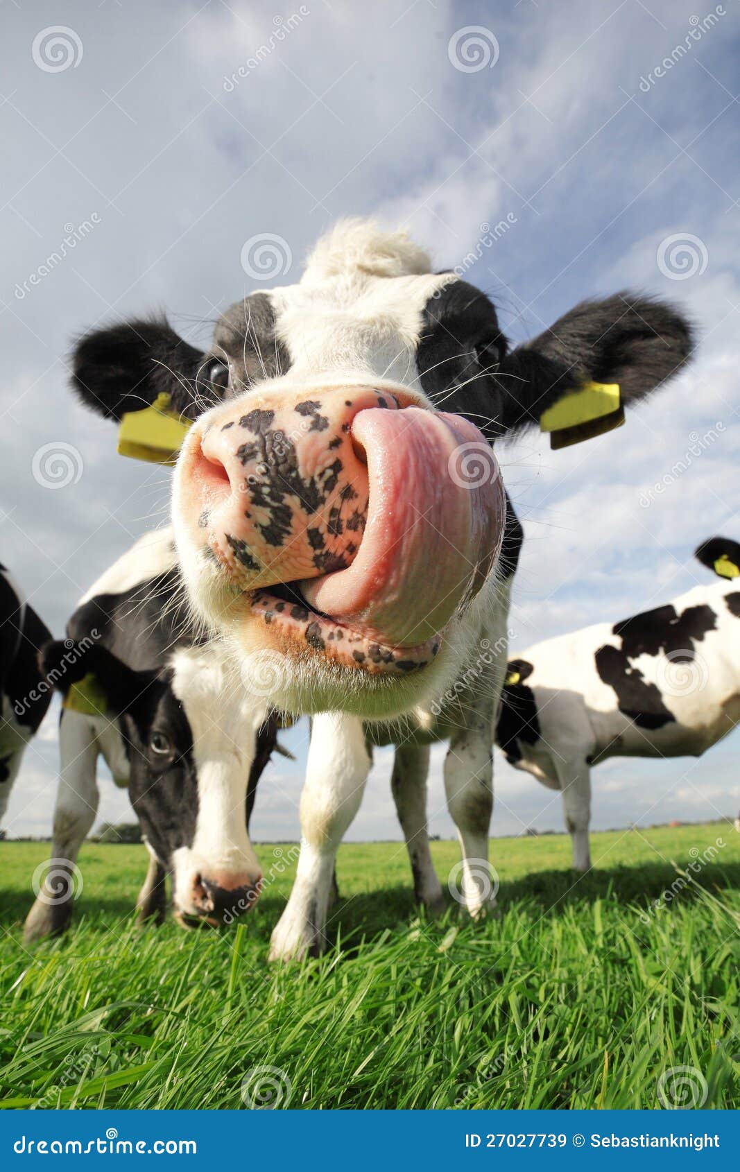 Featured image of post Vacas Engraçadas : Piadas, testes, frases, jogos online, animações, vídeos, imagens e muito mais.