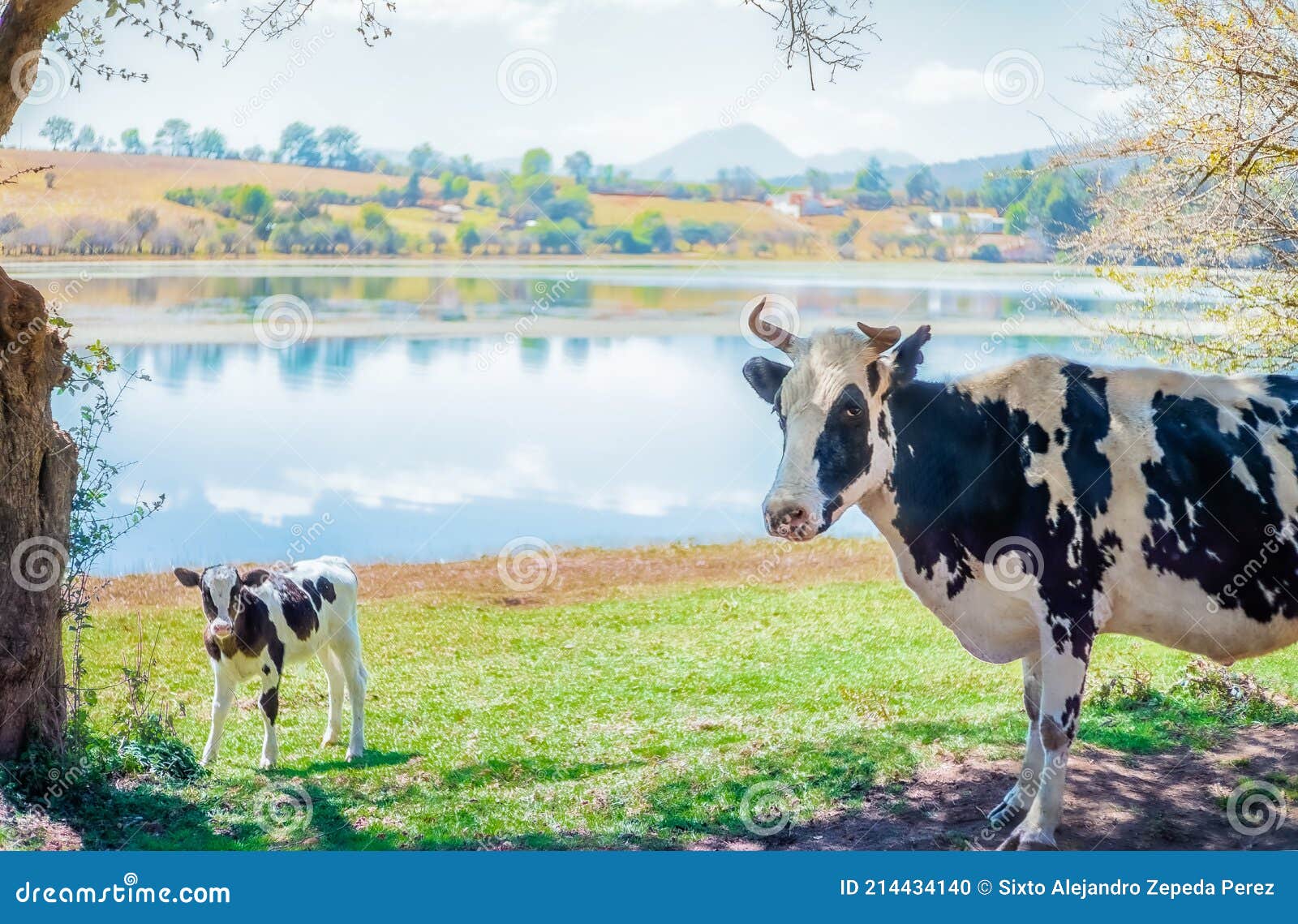 vaca y su bebe