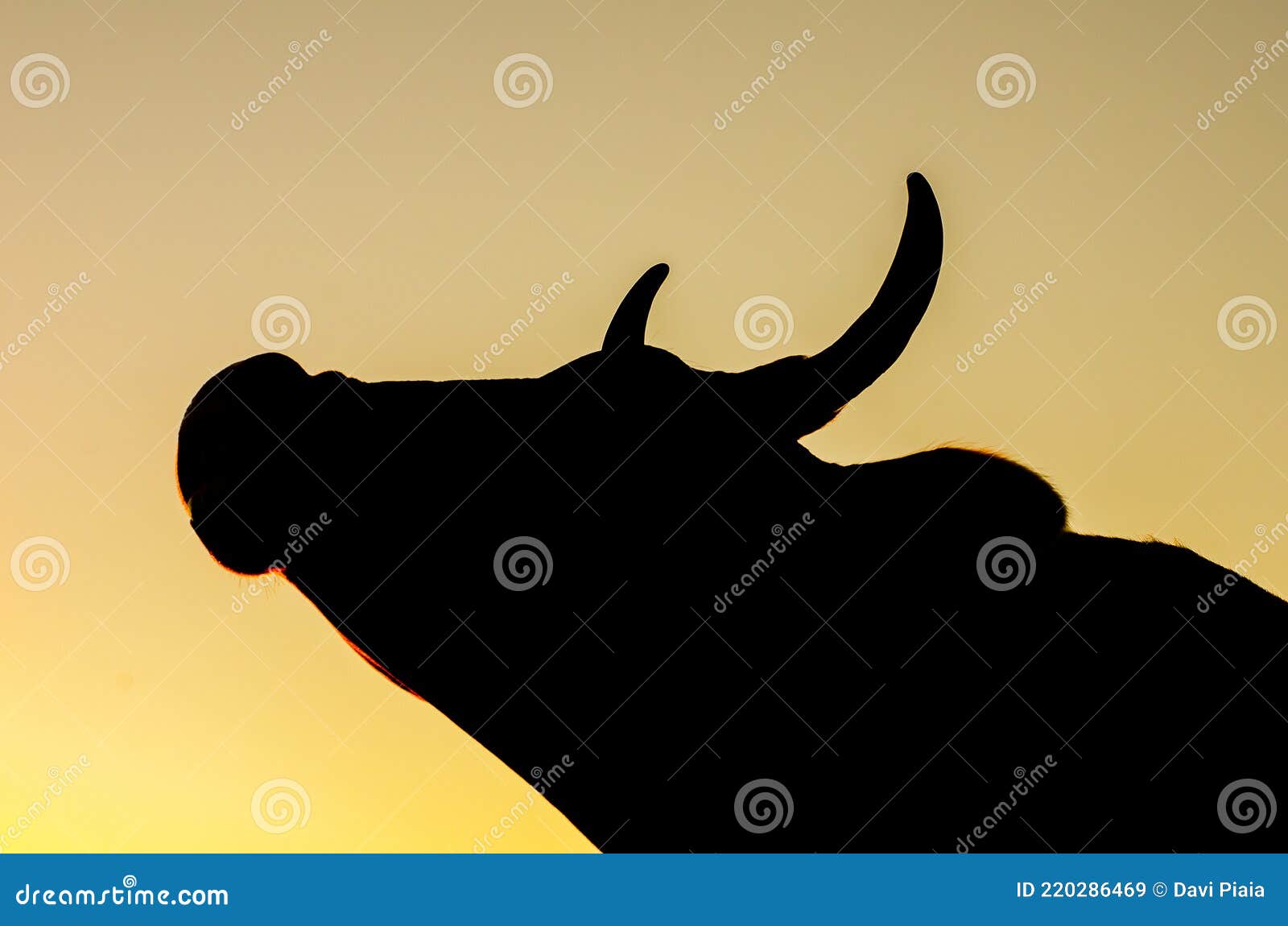 image dairy cattle at sunset