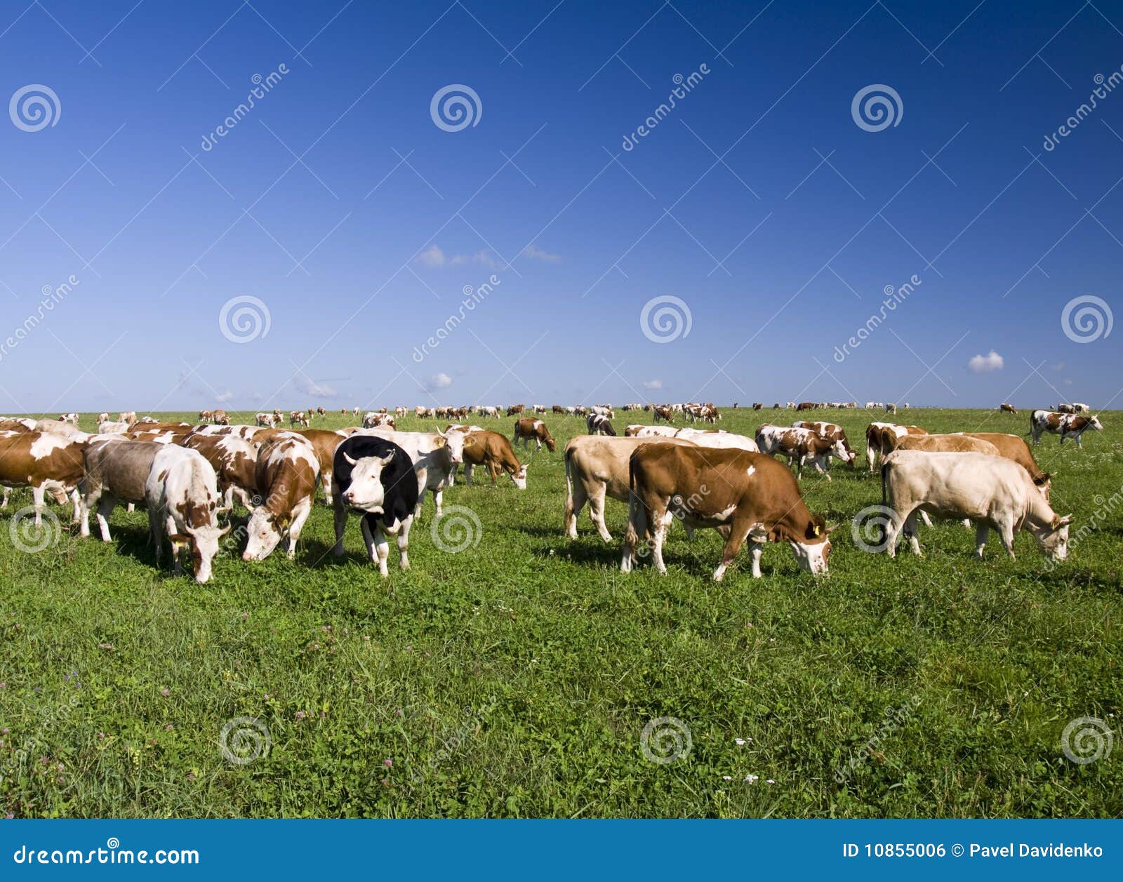 Vacas en el campo foto de archivo. Imagen de paisaje 10855006