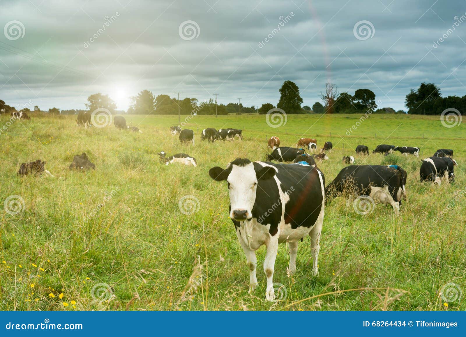 Vacas en el campo foto de archivo. Imagen de flama, escena 68264434