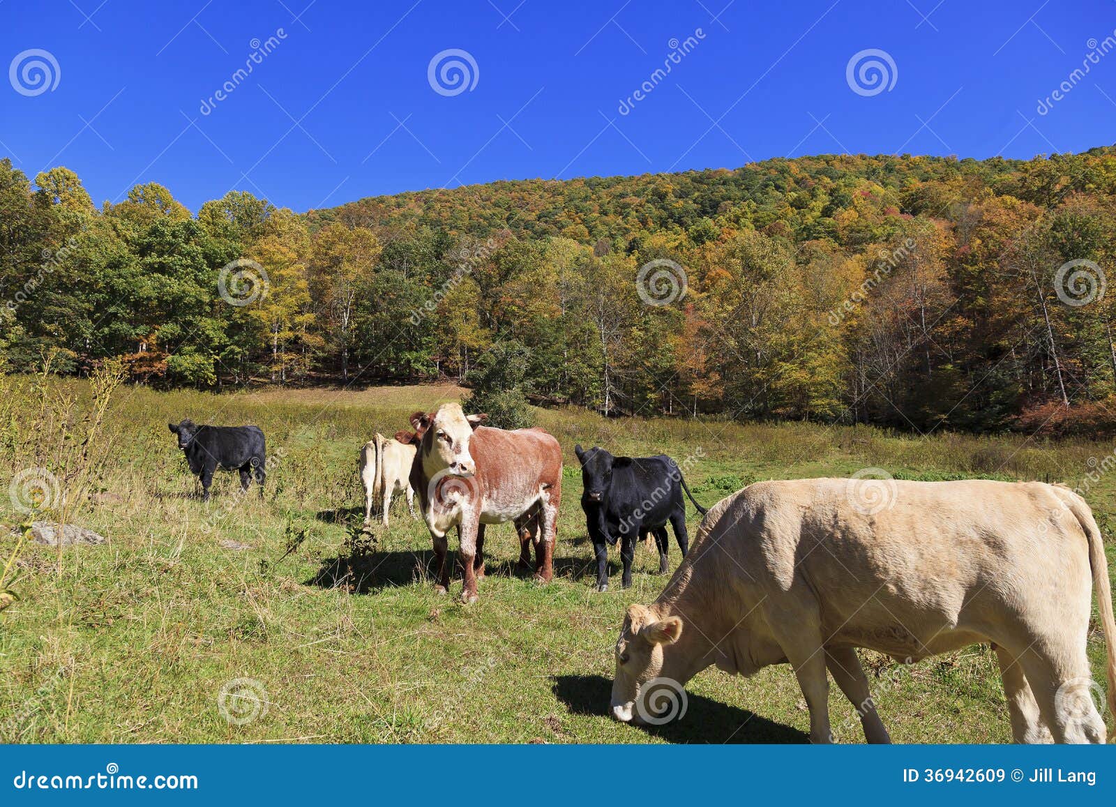 Vacas en un campo imagen de archivo. Imagen de cubo, paste 36942609