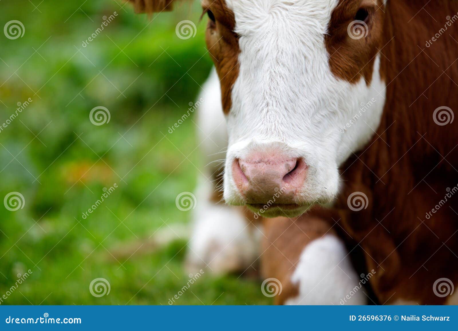 Vacas no pasto alpino. Vacas de leite nos alpes austríacos no pasto da montanha