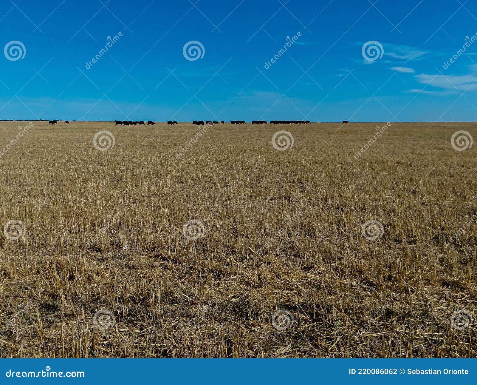 paisaje rural campo con rastrojos de trigo