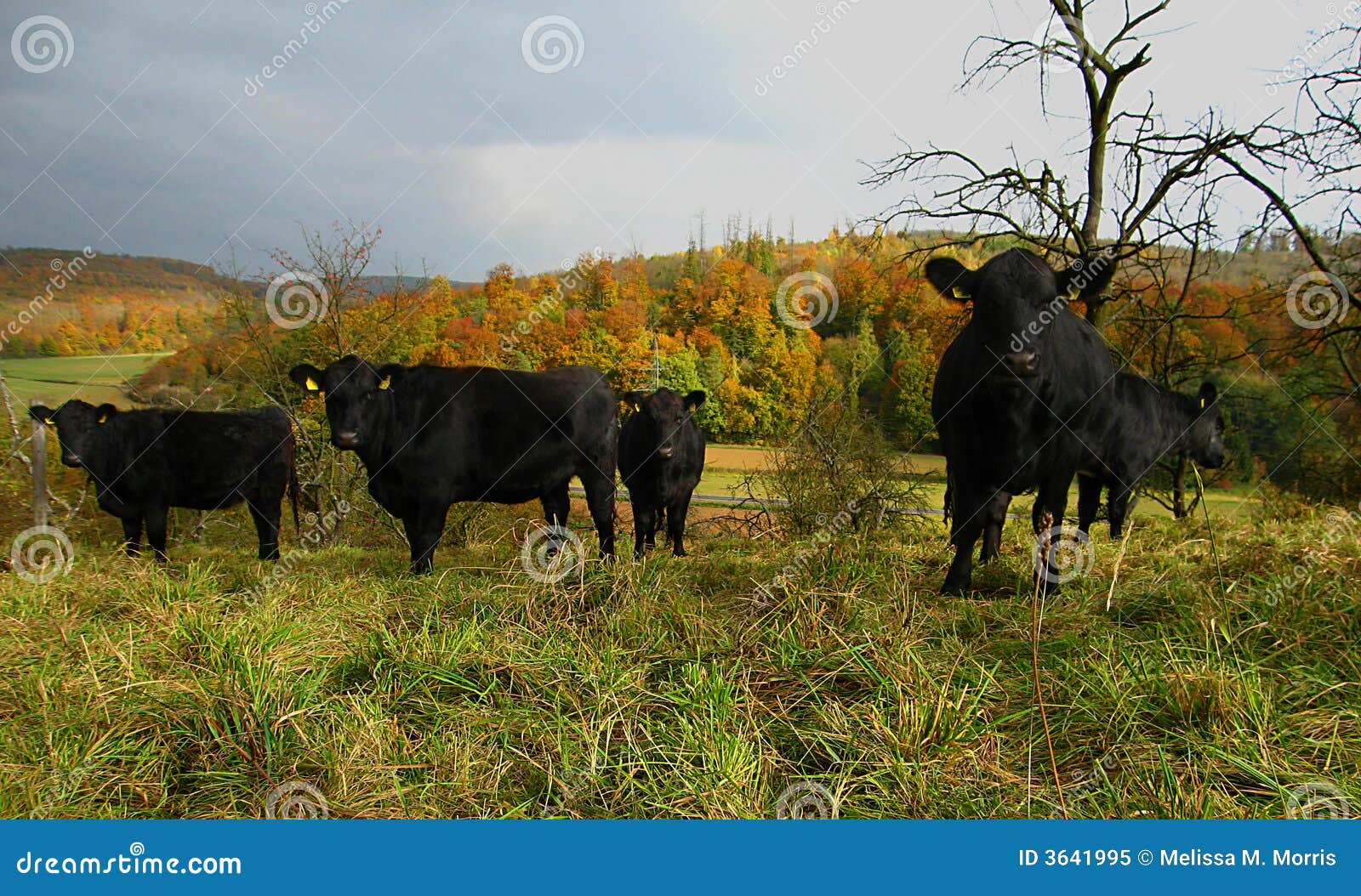 Vacas pretas no campo. Imagem original de um rebanho das vacas no campo alemão durante a queda.