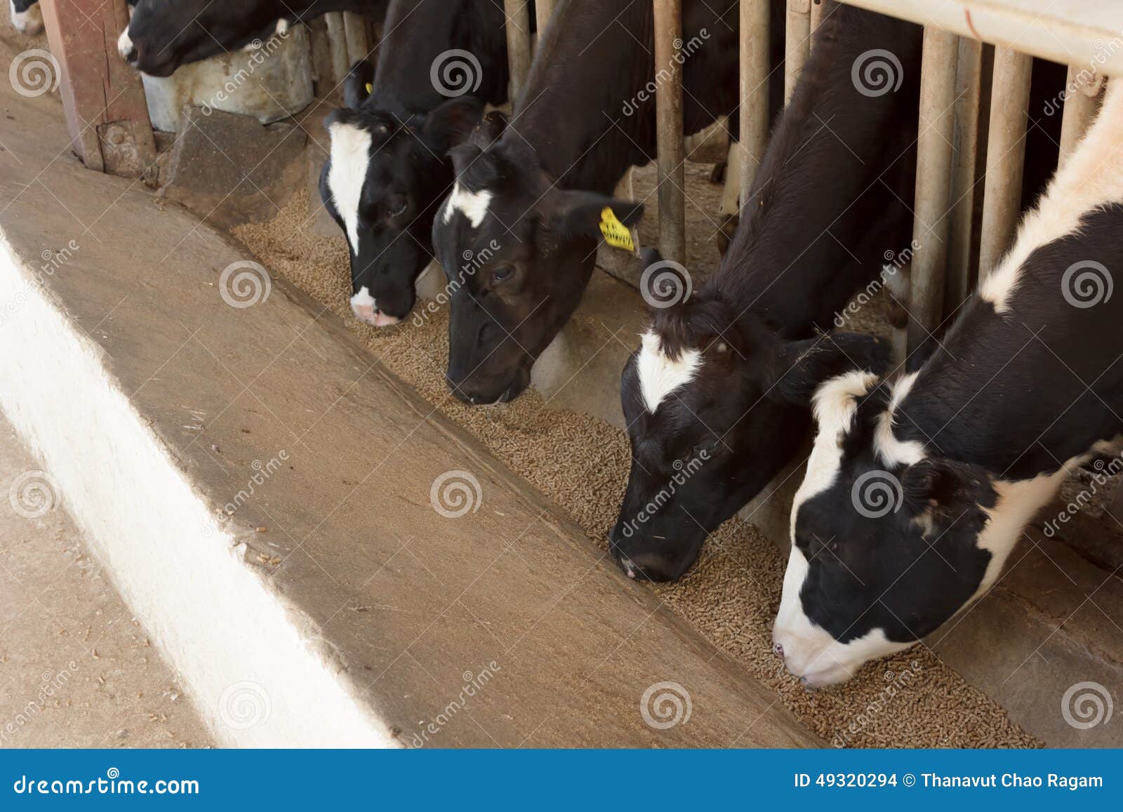 Vacas que comen la comida en la granja