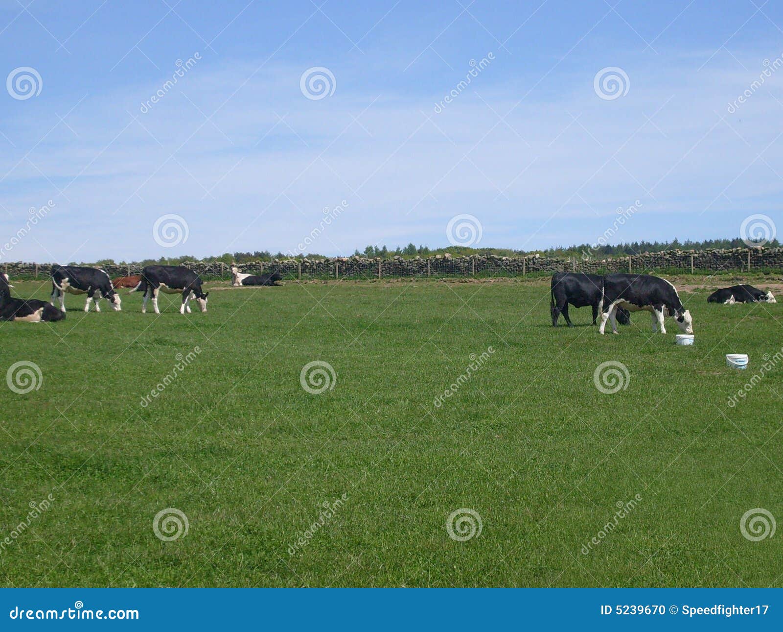 Vacas que pastam no campo na paisagem agricultural, parque nacional norte de Yorkshire, Inglaterra.