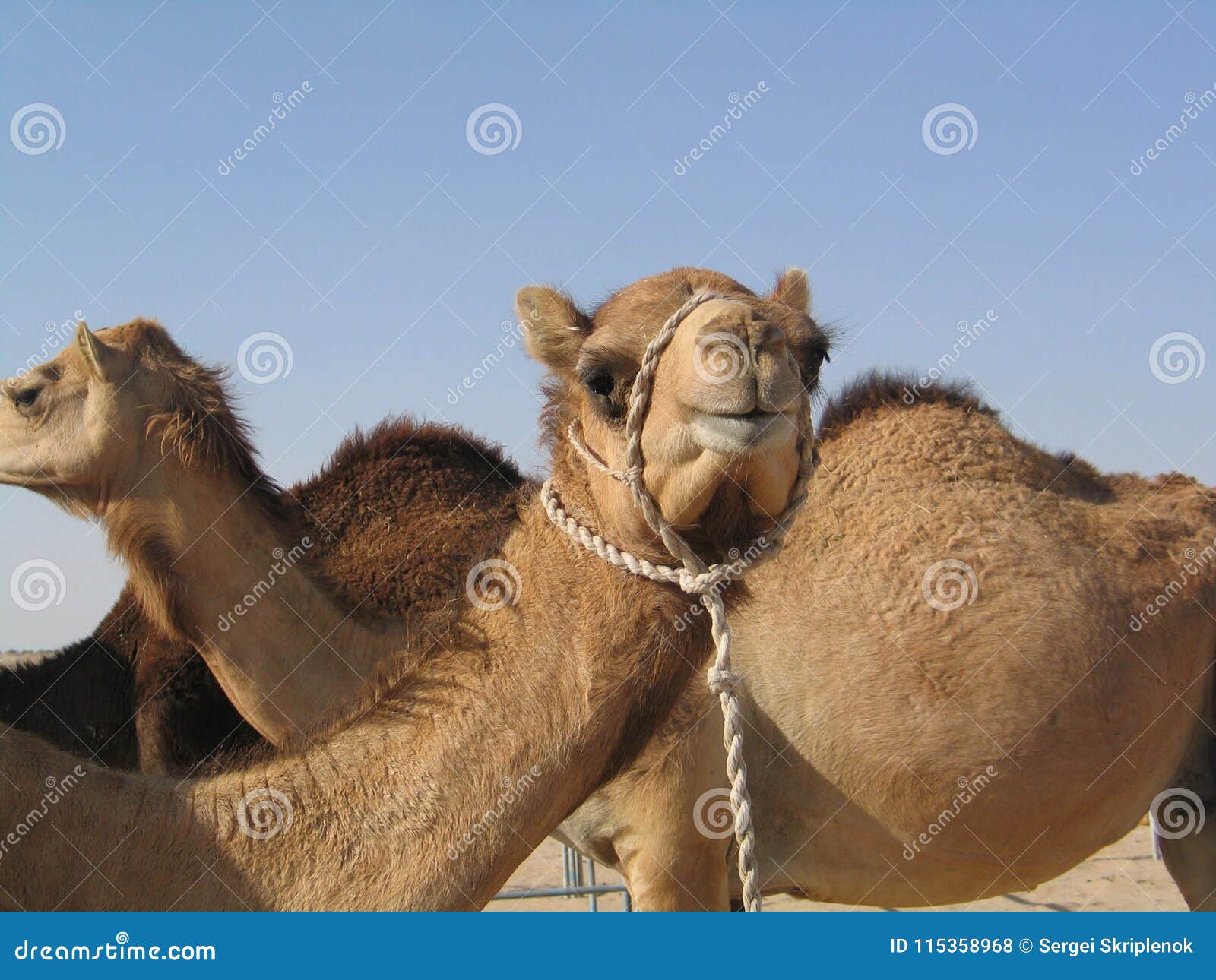 vacation in abu-dabi, camels in desert