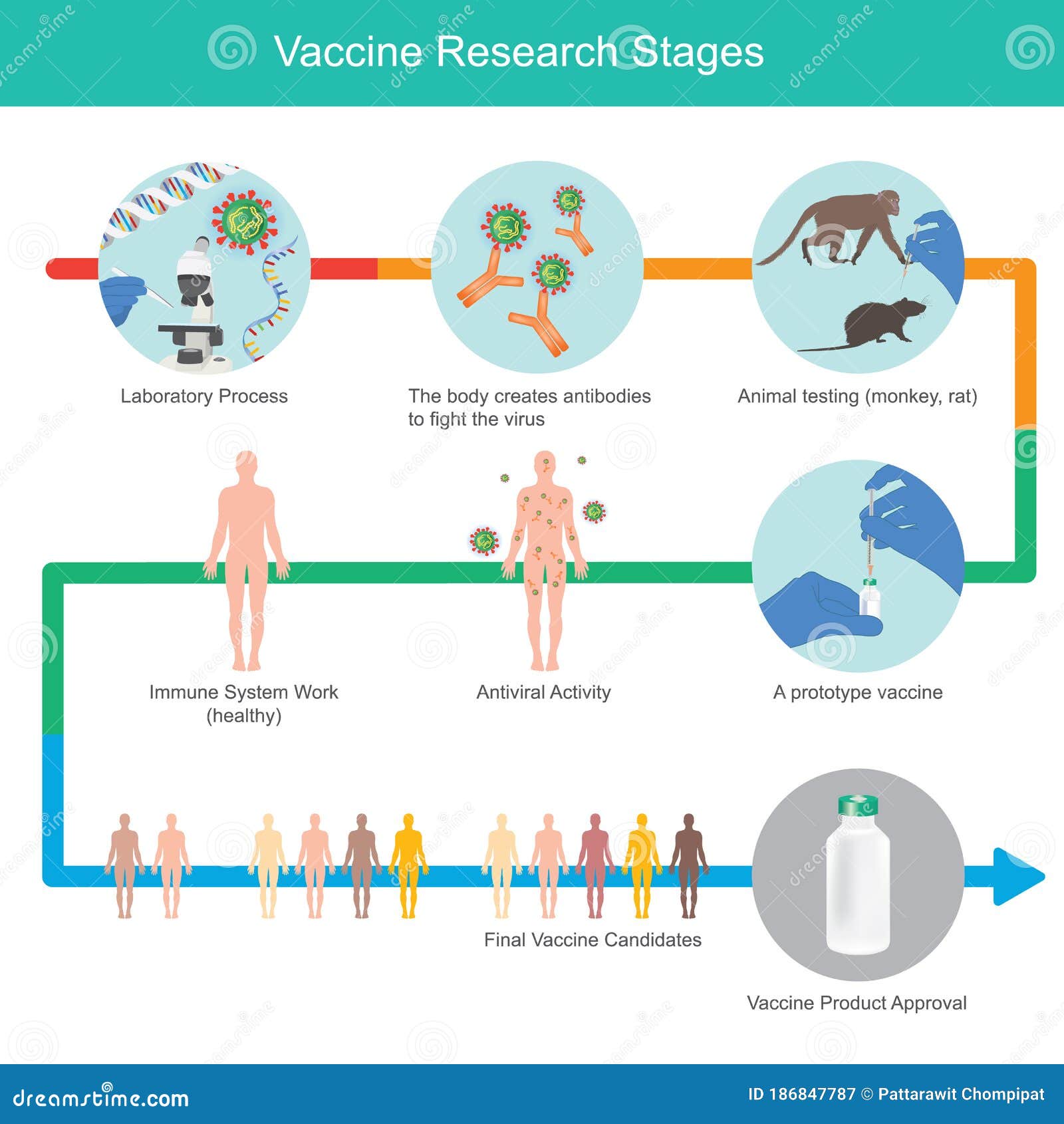 Этап вакцины. Этапы разработки вакцины. Сроки разработки вакцины. Стадии создания вакцины. Этапы разработки и тестирования вакцин.