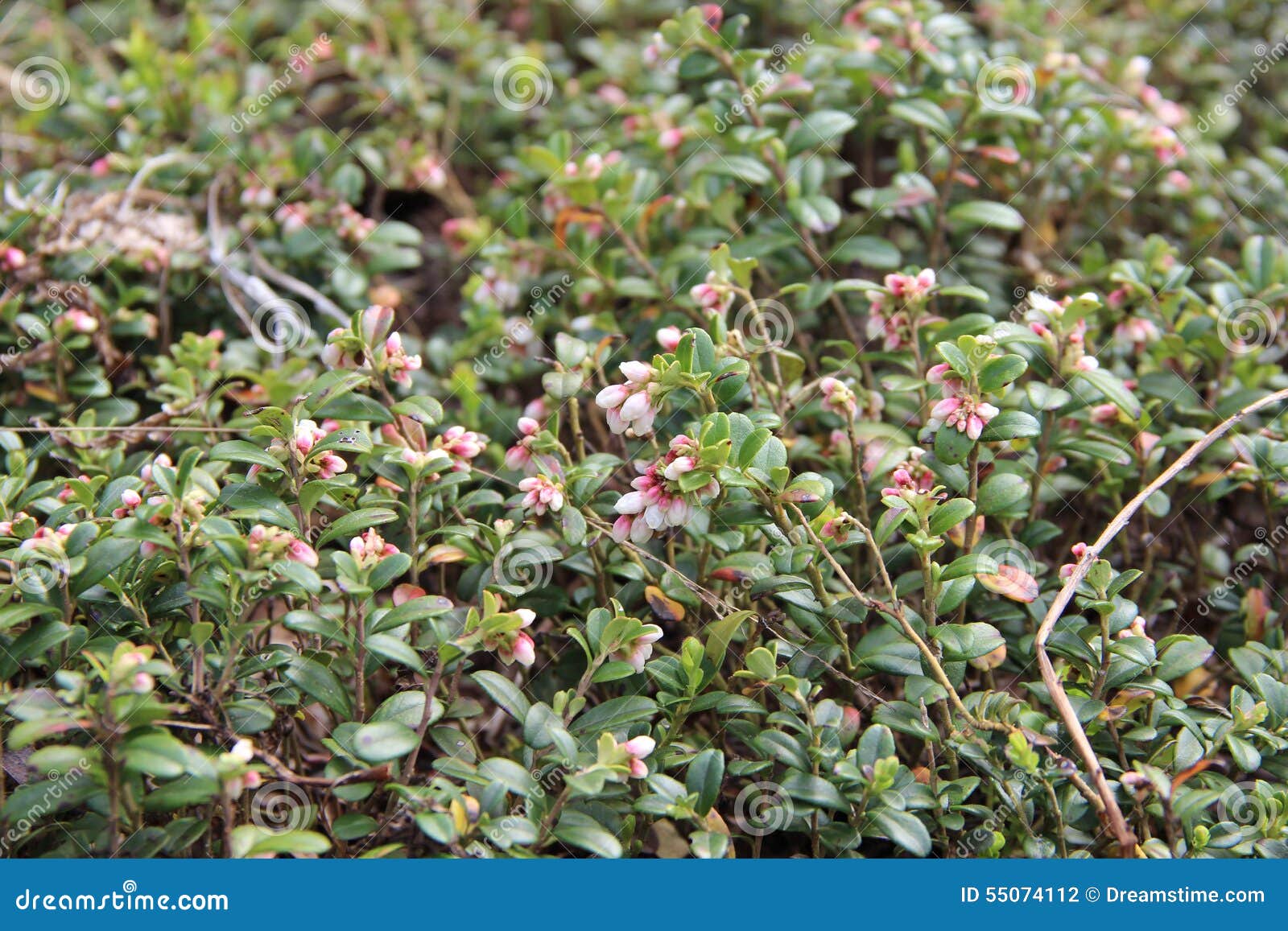 vaccinium vitis-idaea (lingonberry or cowberry)