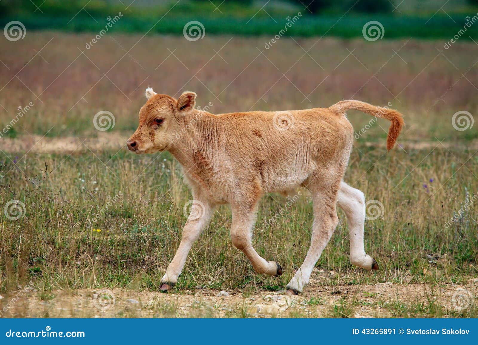Vache A Bebe Image Stock Image Du Rural Vache Vert