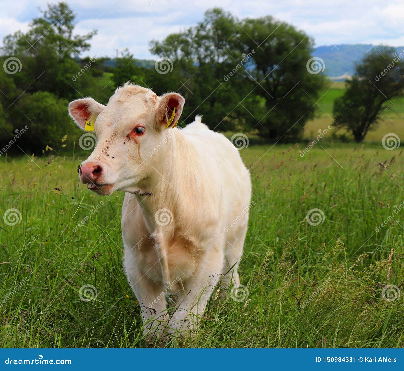 Vache Blanche A Bebe En Allemagne Image Stock Image Du Animal Jour Vache Blanche A Bebe En Allemagne Image Stock Image Du Animal Jour