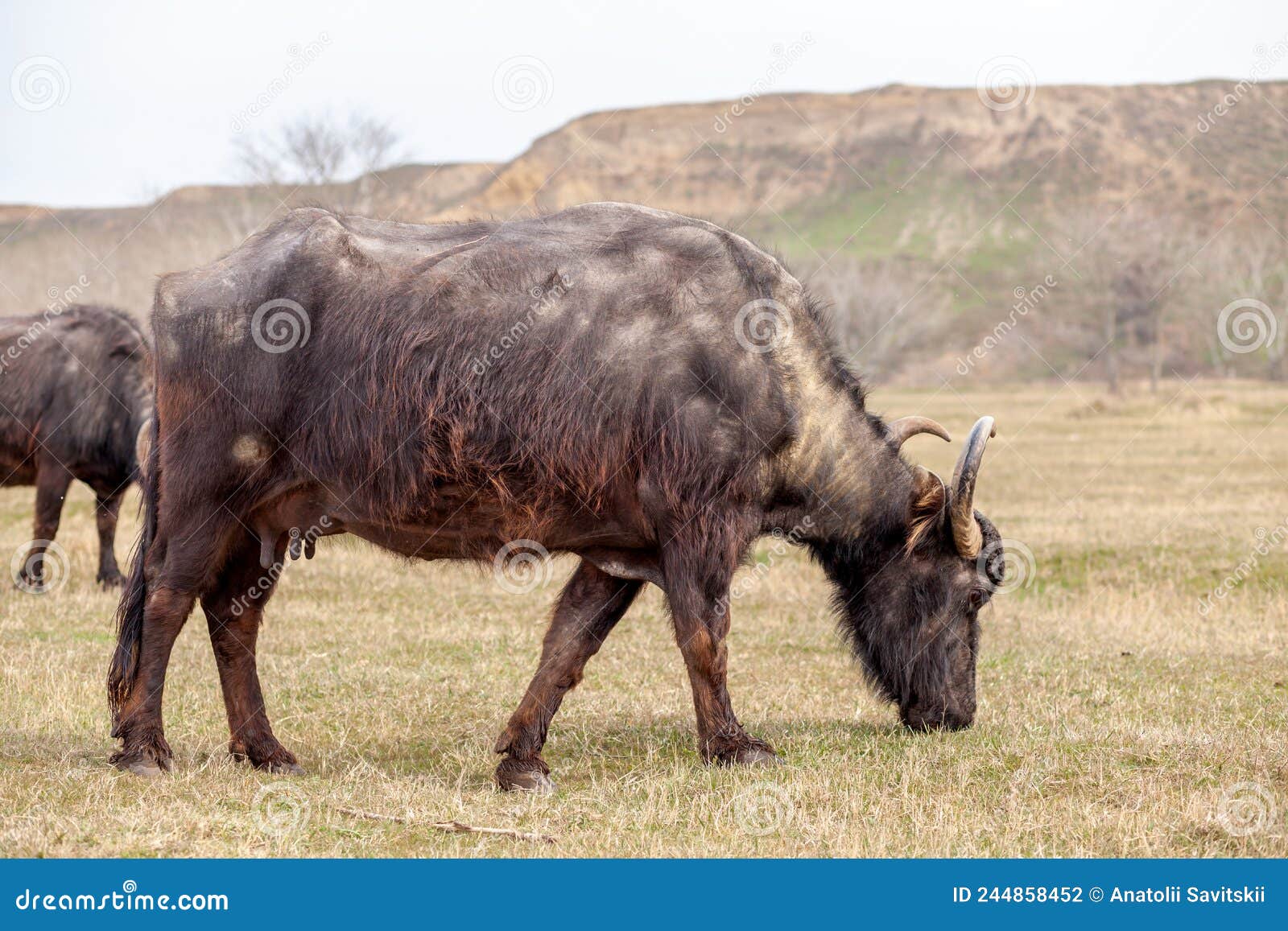 Vache Noire Avec Cornes Paissent Sur Une Prairie Verte Dans Une Zone  Montagneuse. Photo stock - Image du buffle, cheveu: 244858452