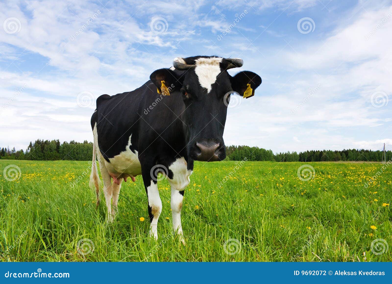 Une Vache Noire Et Blanche Avec Des Cornes Et Une Tache Blanche Sur La