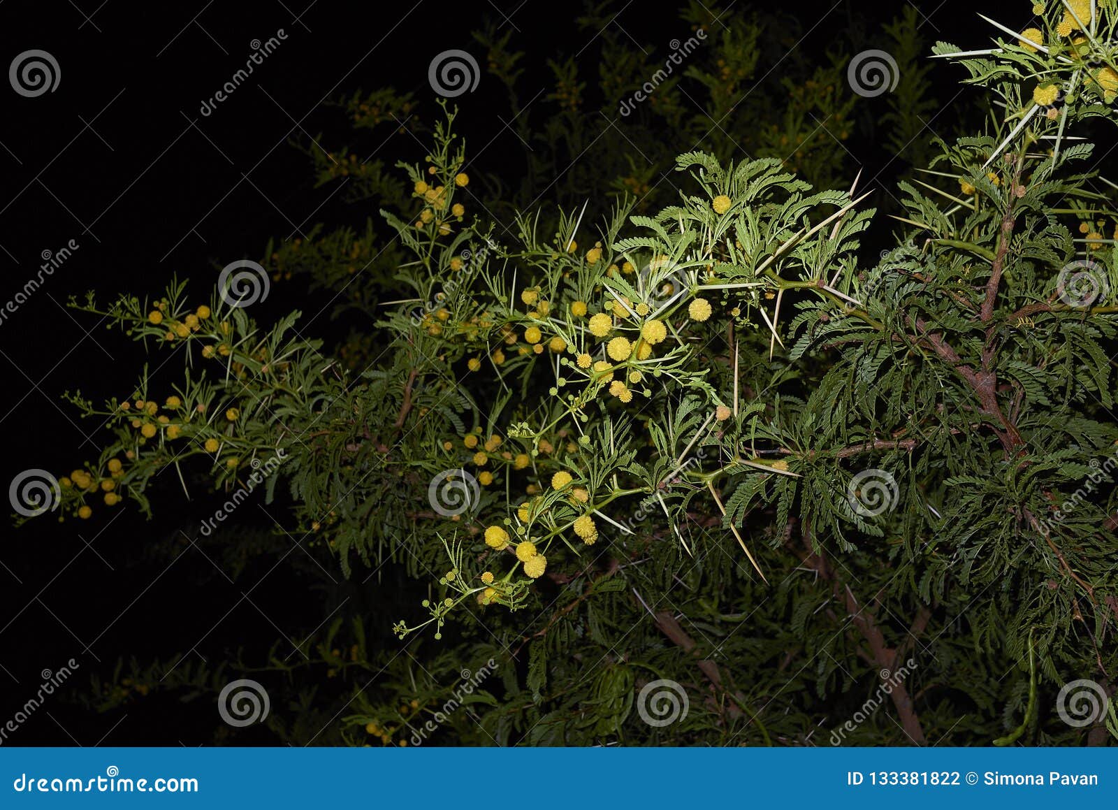 vachellia karroo in bloom