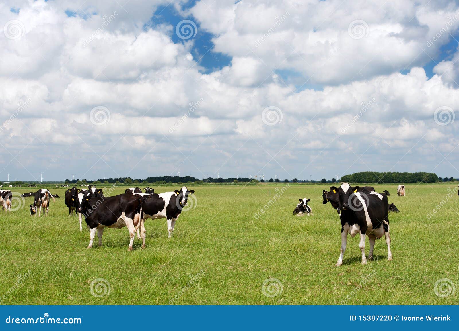 Vaches dans l'horizontal plat hollandais. Troupeau de vaches dans l'horizontal typique plat hollandais