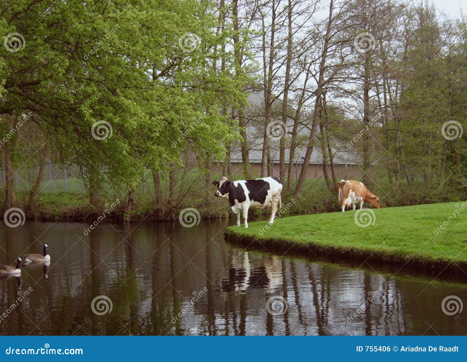 Vaches et canards. Durée de ferme