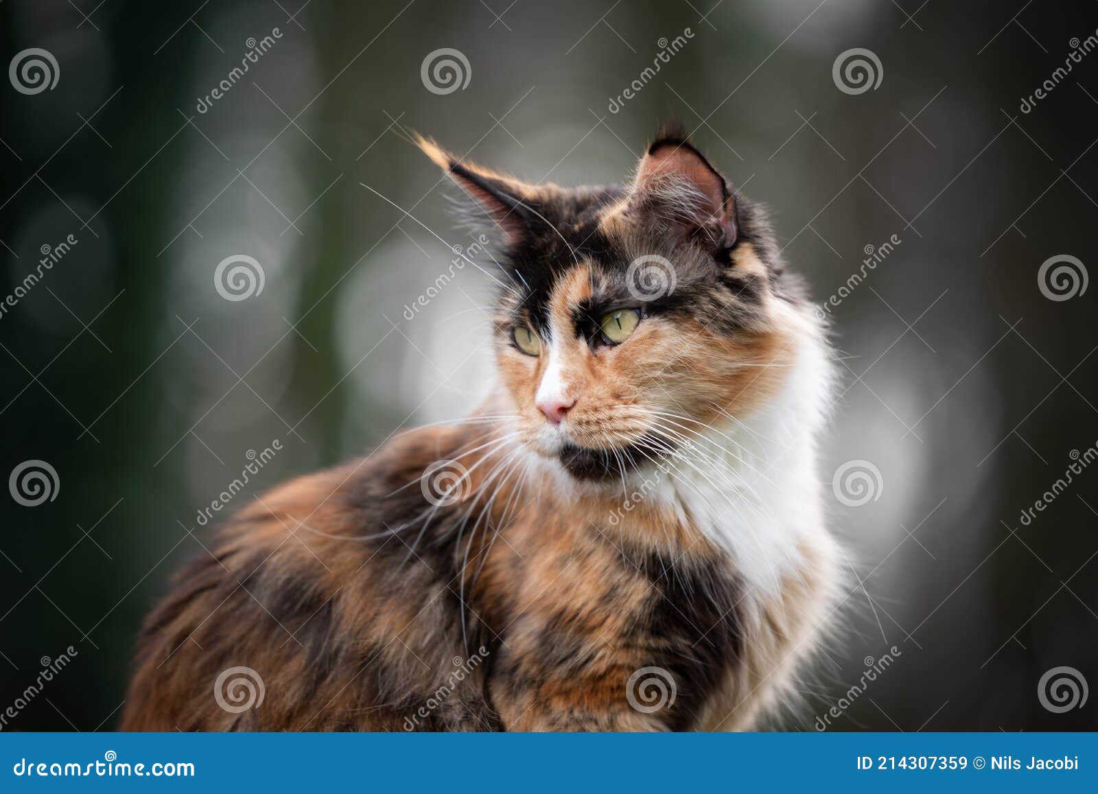 Vacker Kaliko-mainkott, Katt Utomhus, Porträtt Fotografering för Bildbyråer  - Bild av husdjur, framdel: 214307359