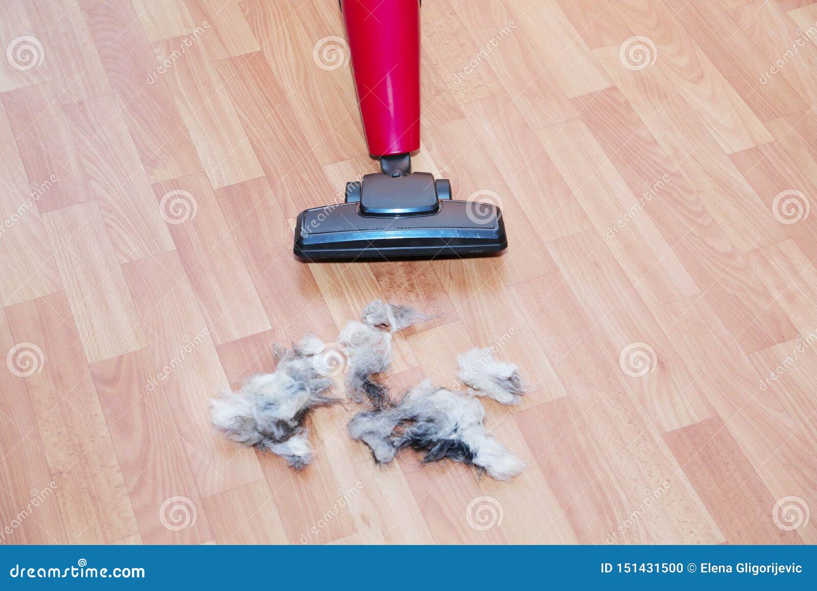 Vacuum Cleaner And Ball Of Wool Hair Of Pet Coat On The Floor