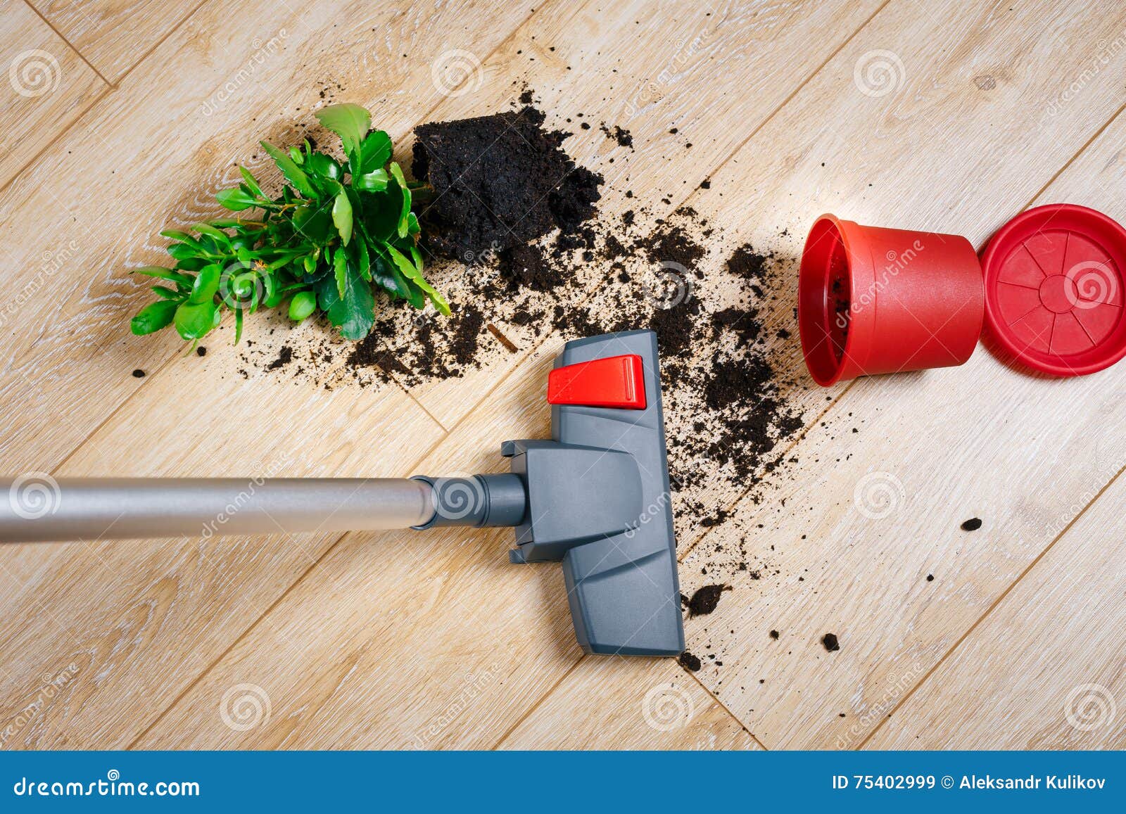 Vacuuming Dirt from the Floor Stock Image Image of tail, british
