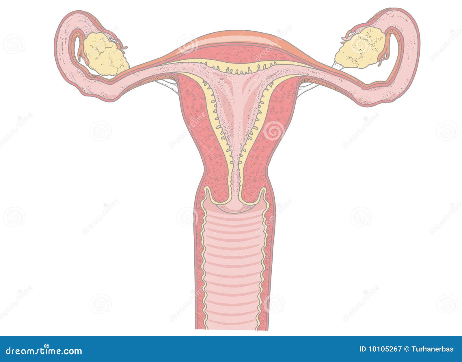 vagina anatomy