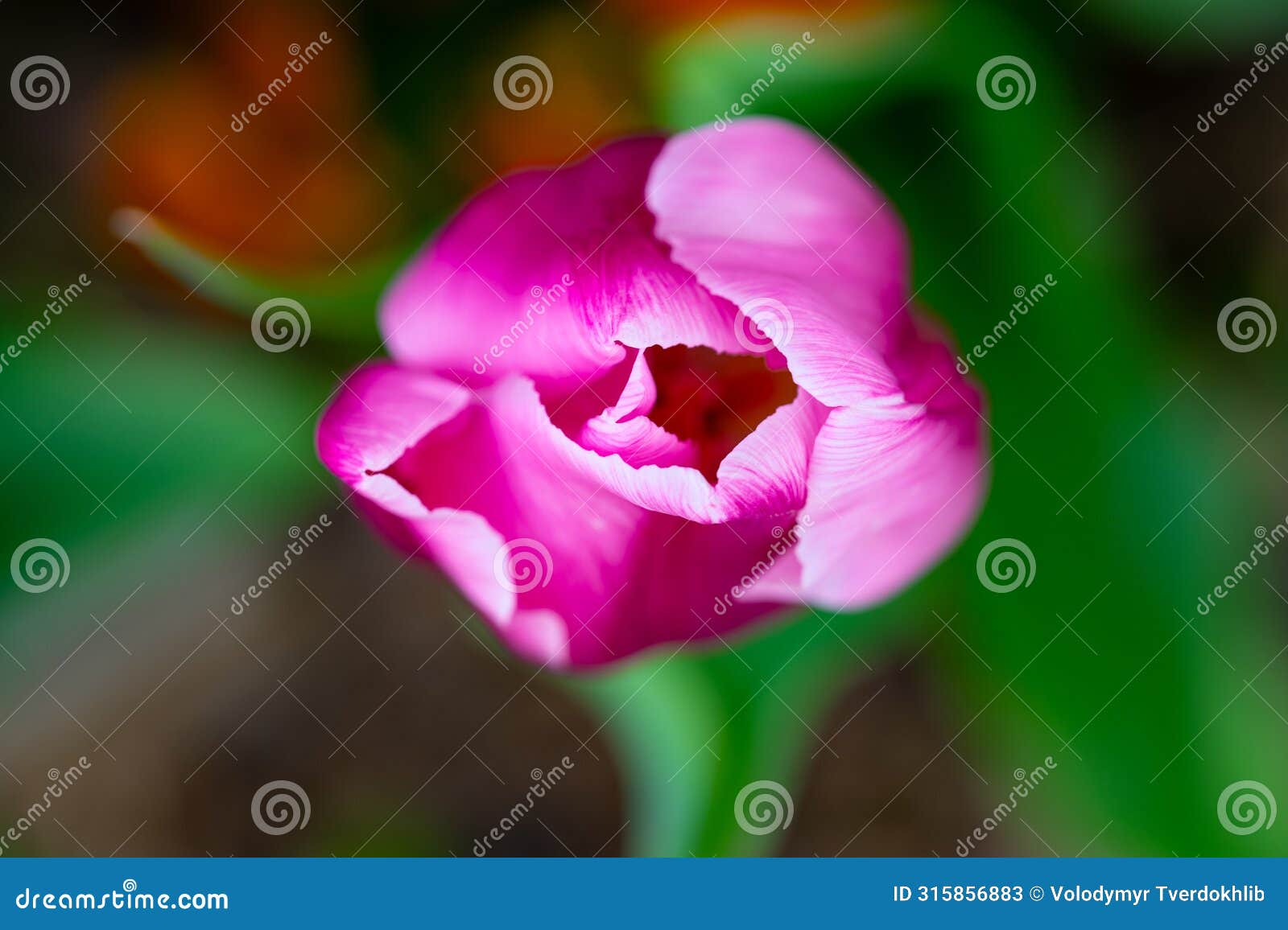 vagina flower concept. sexy flower. pussy vulva and clitoris concept. sexy flowers. orgasm and love. spring bloom