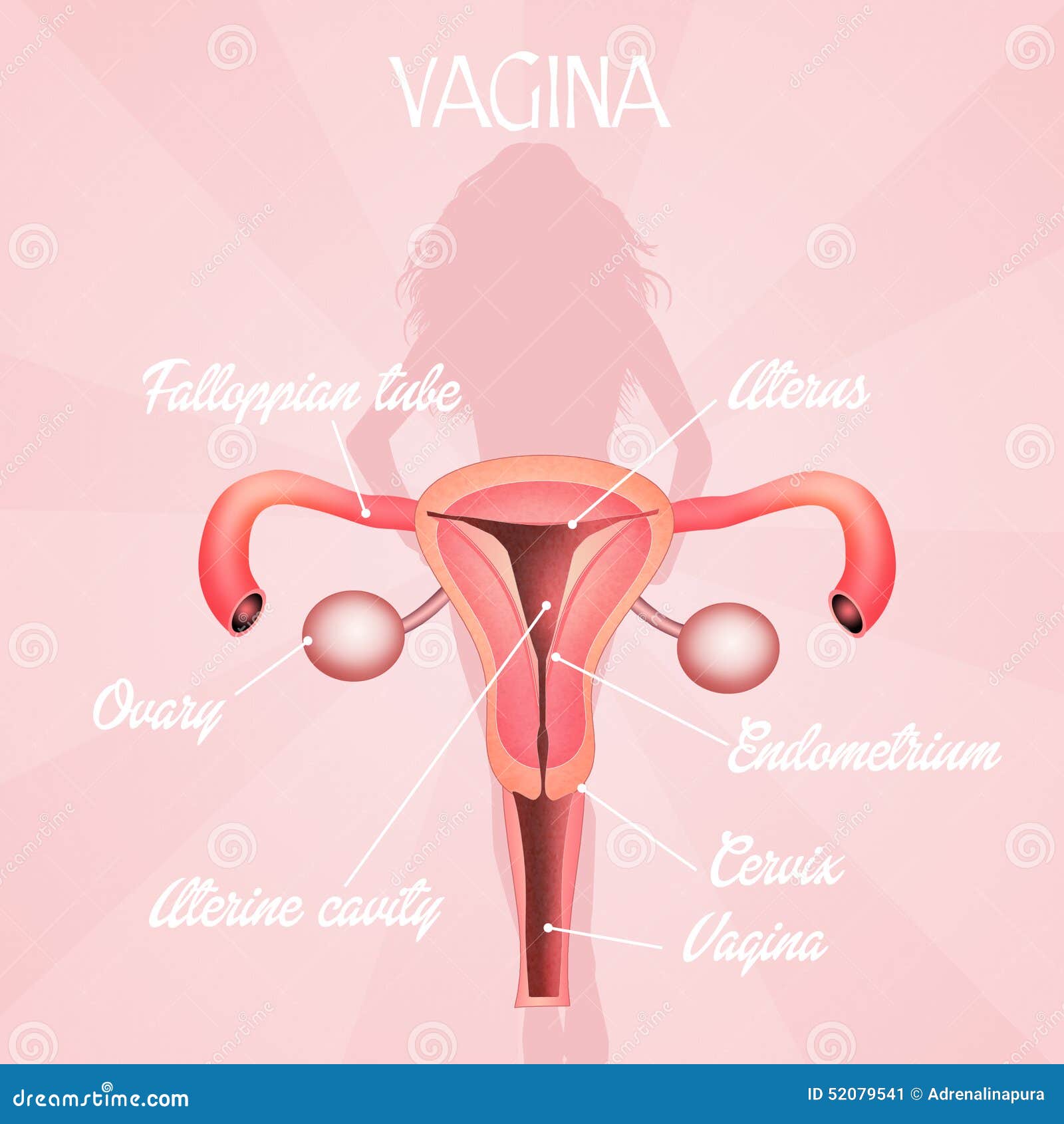 Vagina Video And Picture Free Download 10