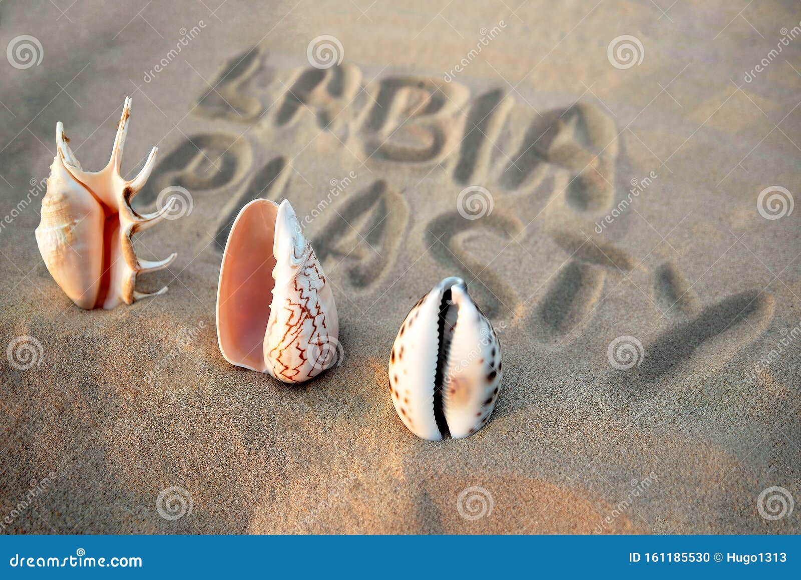 vagina-d seashell on the background of the inscription labiaplasty. female health concept