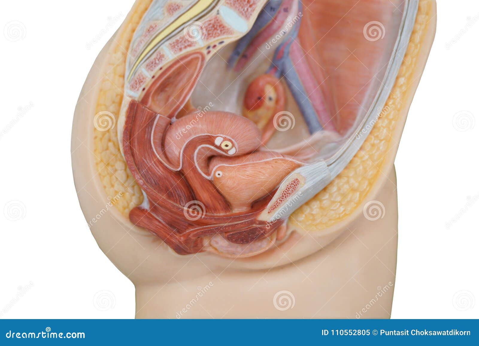 vagina structure model for the education