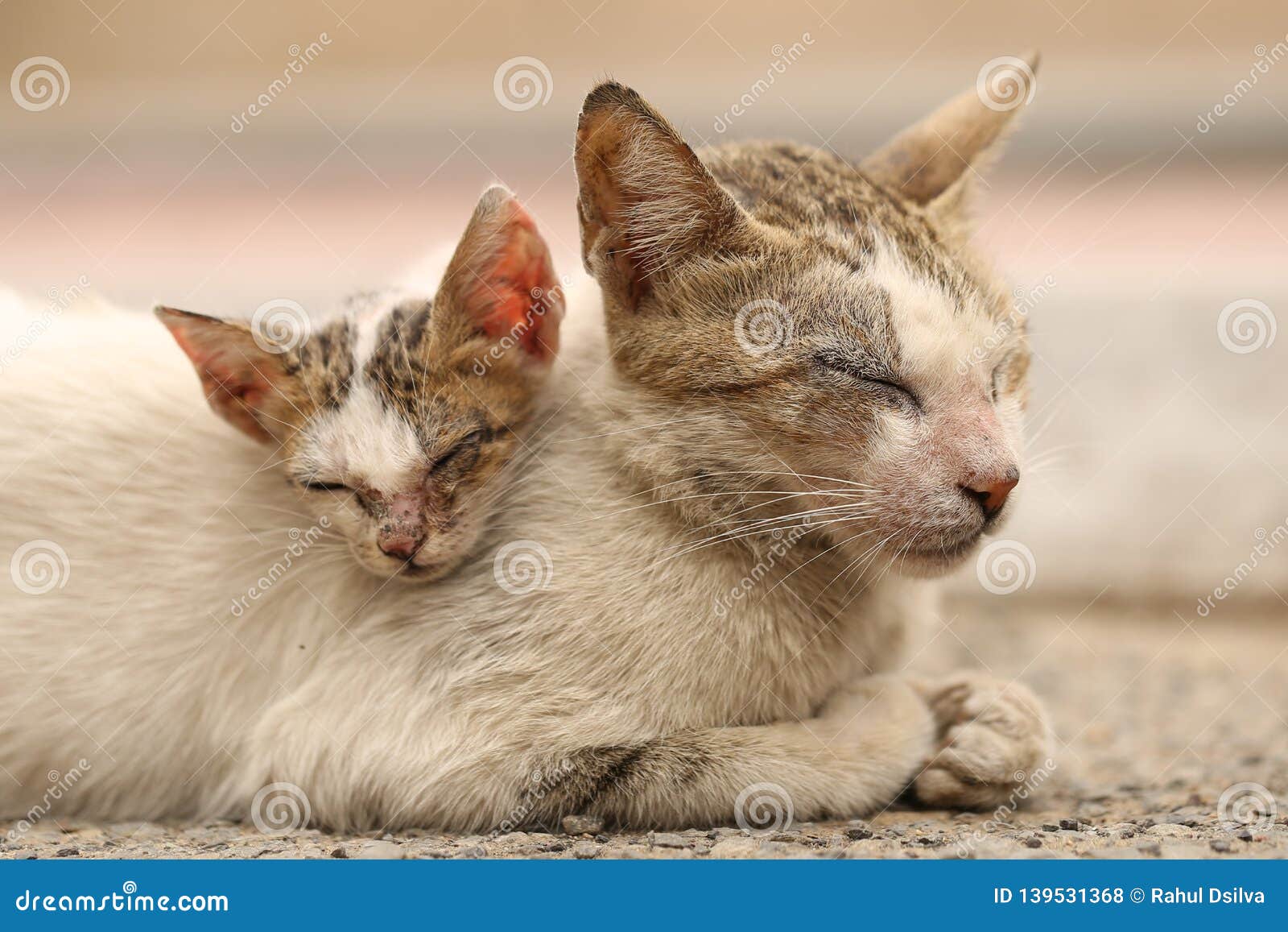 Vagrant Sick Cats. Homeless Wild Cats On Dirty Street In Asia Stock