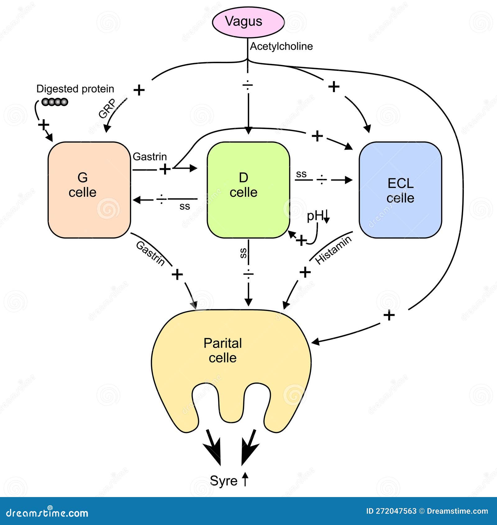 Vagus G D ECL Parietal Cells Acid Secretion Gastric Function The vagus-g-d-ecl-parietal-cells-acid-secretion-gastric-function-the