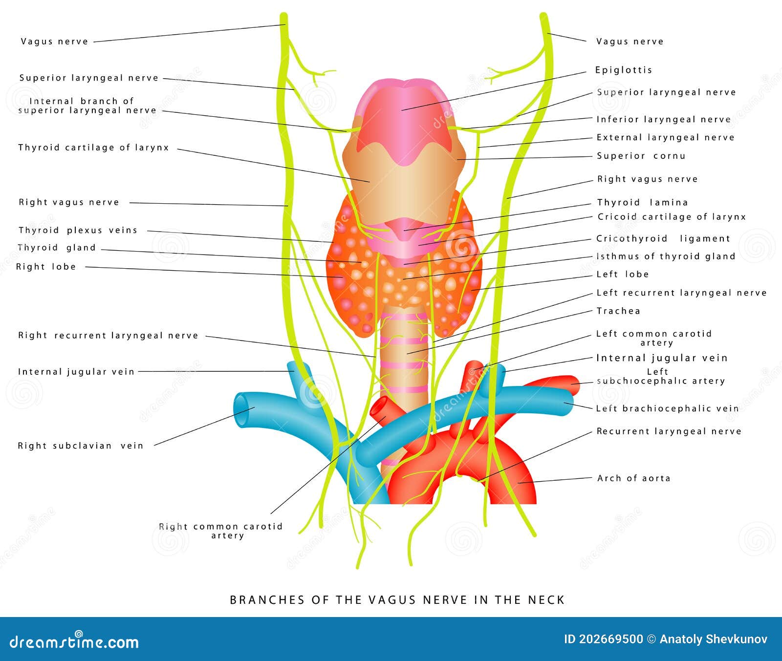 vagus nerve