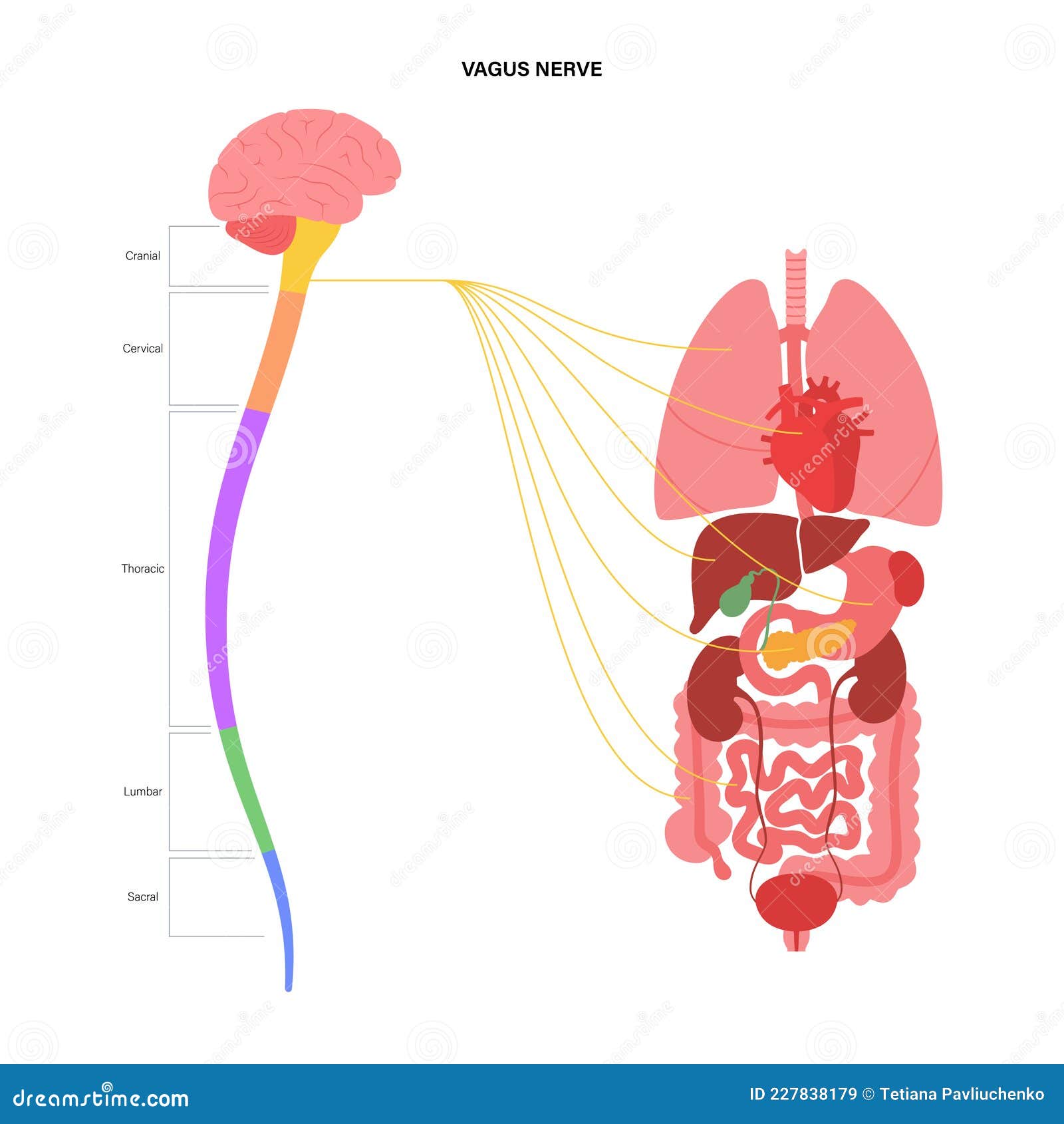 nervous system function