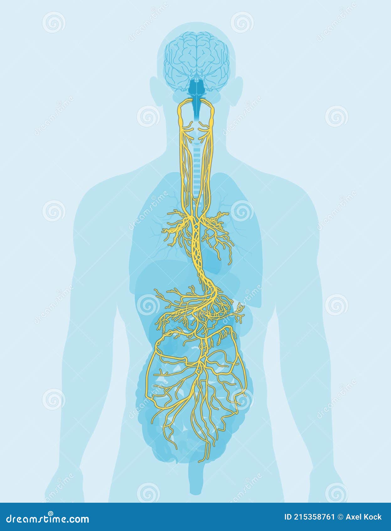 vagus nerve and human organs, medically 