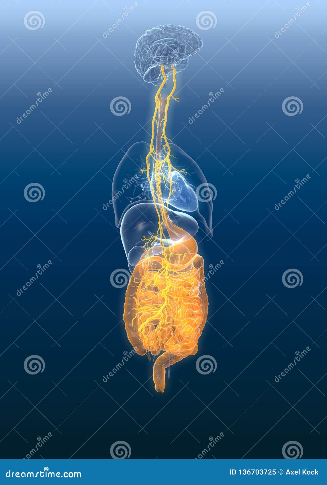 vagus nerve with painul stomach and digestive system, 3d medically 