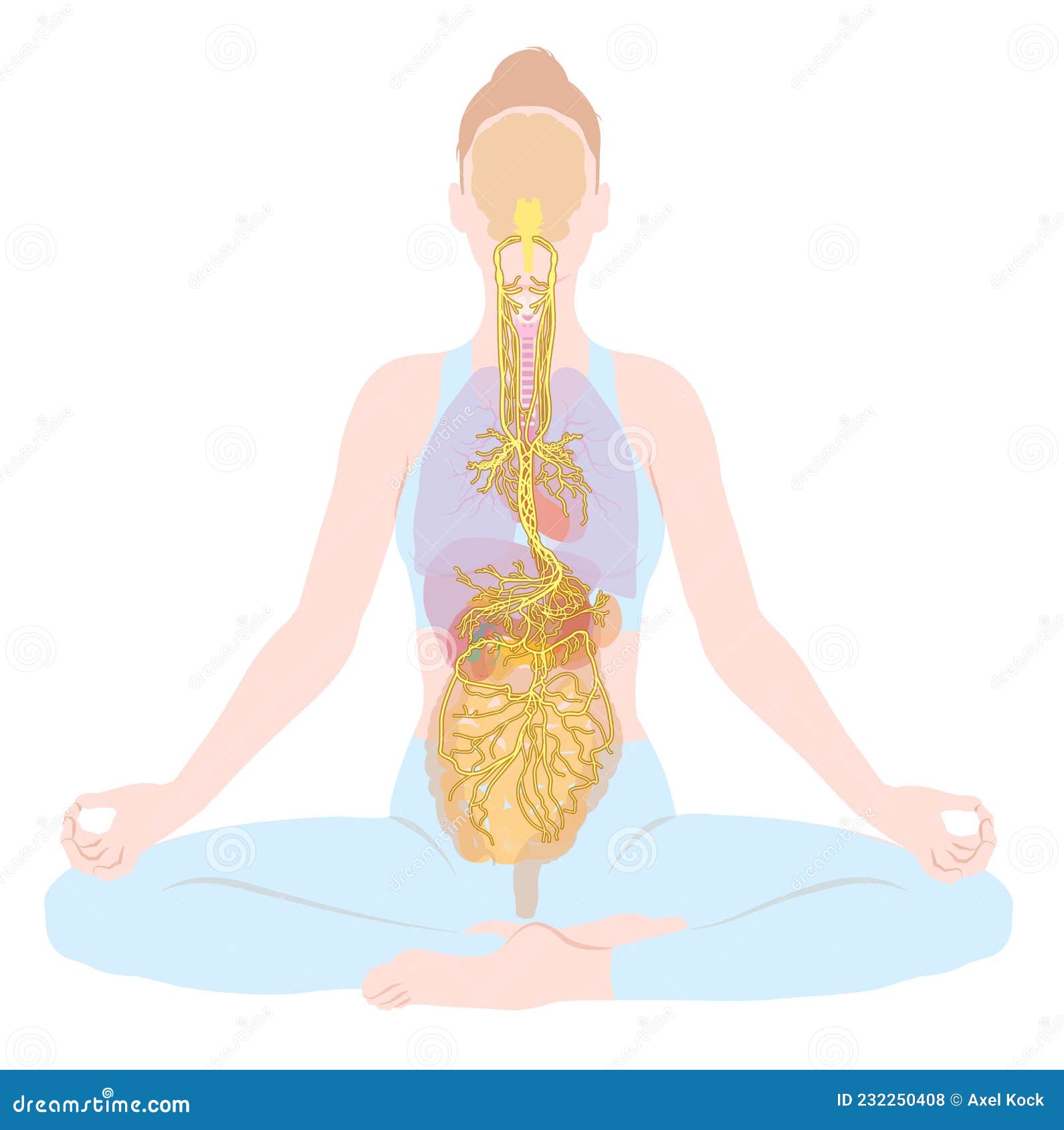 vagus nerve, parasympathetic, meditation, woman, medically 