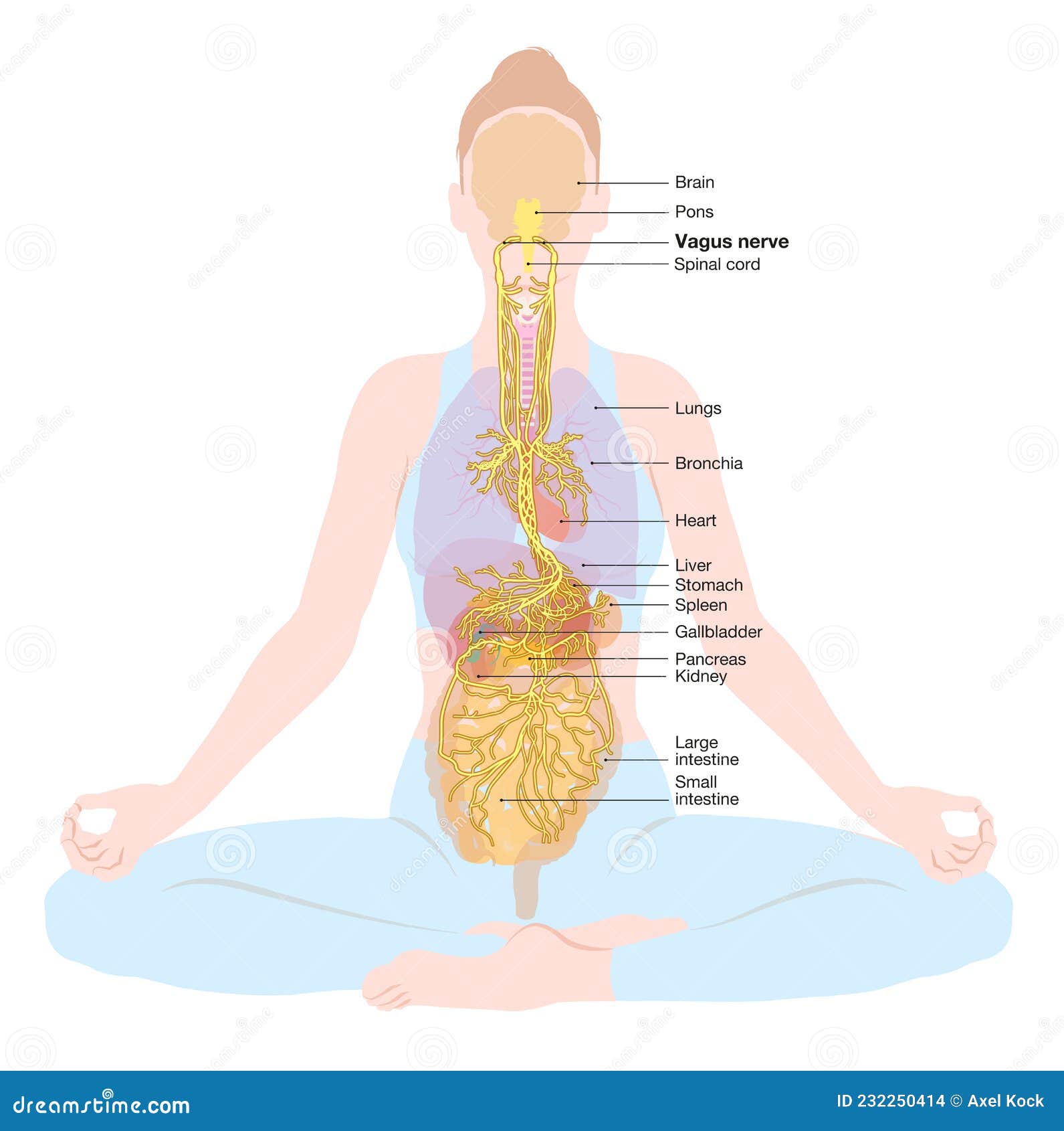 vagus nerve, parasympathetic, meditation, woman, medically 