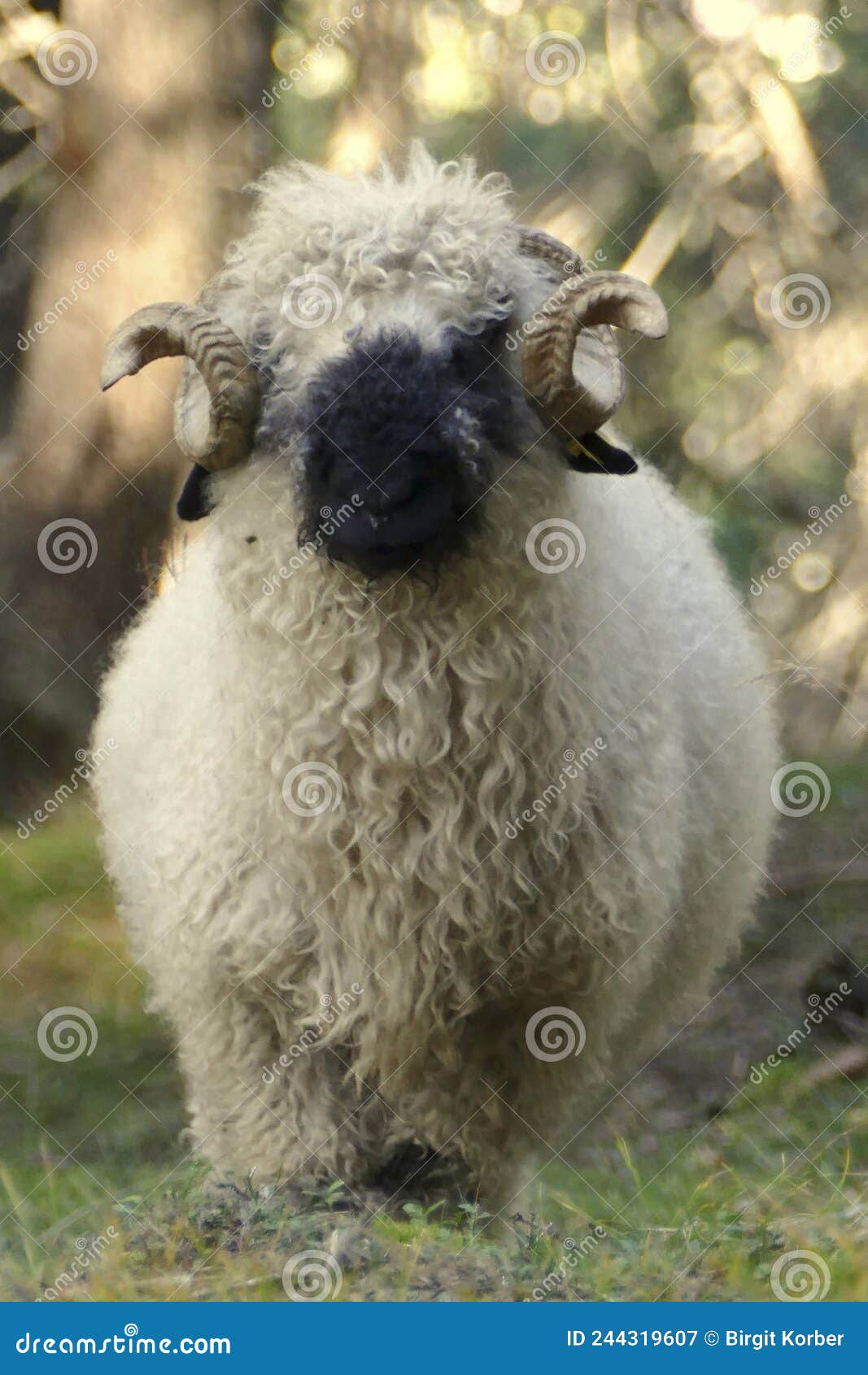 valais-black-nosed-sheep-