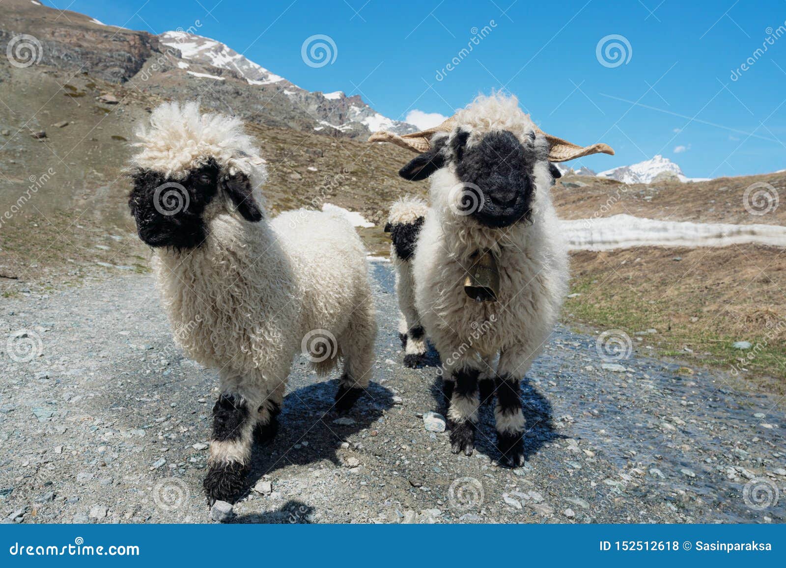 valais blacknose sheep on highland in zermatt, switzerland