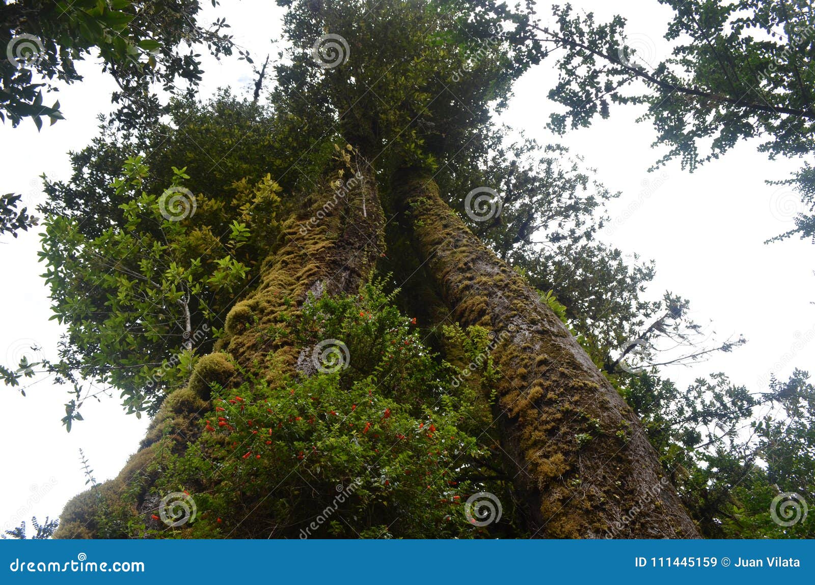 ecoregion of the valdivian temperate rainforests in southern chile chilean patagonia