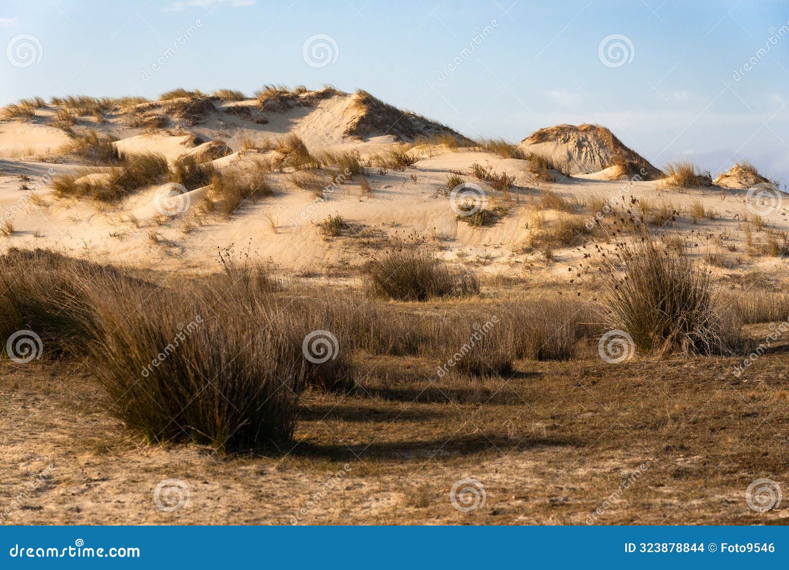 valdovino beach with its sand dunes in the coast of galicia at sunset in a sunny day. a coruna, spain