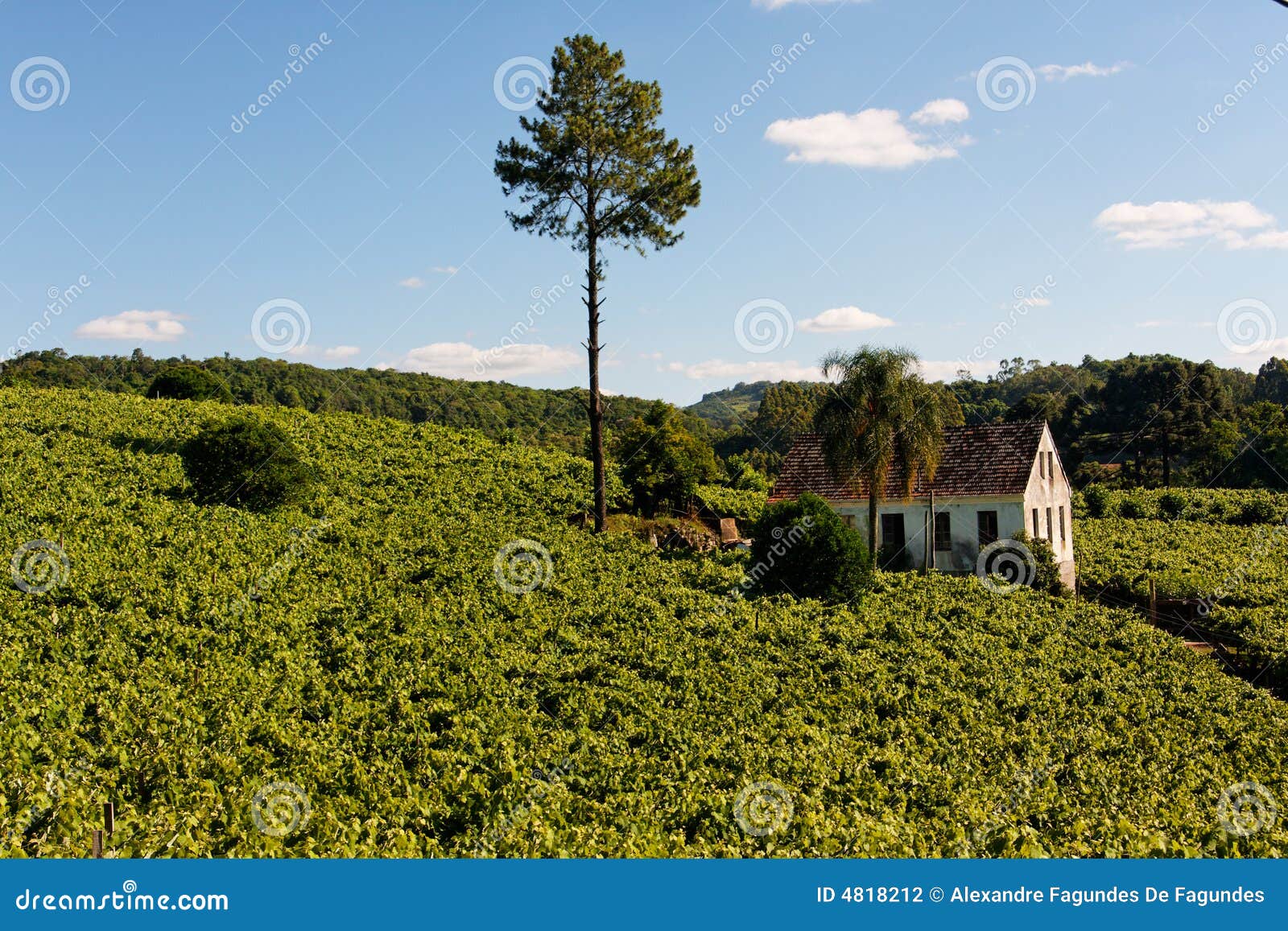 vale dos vinhedos vineyards bento goncalves