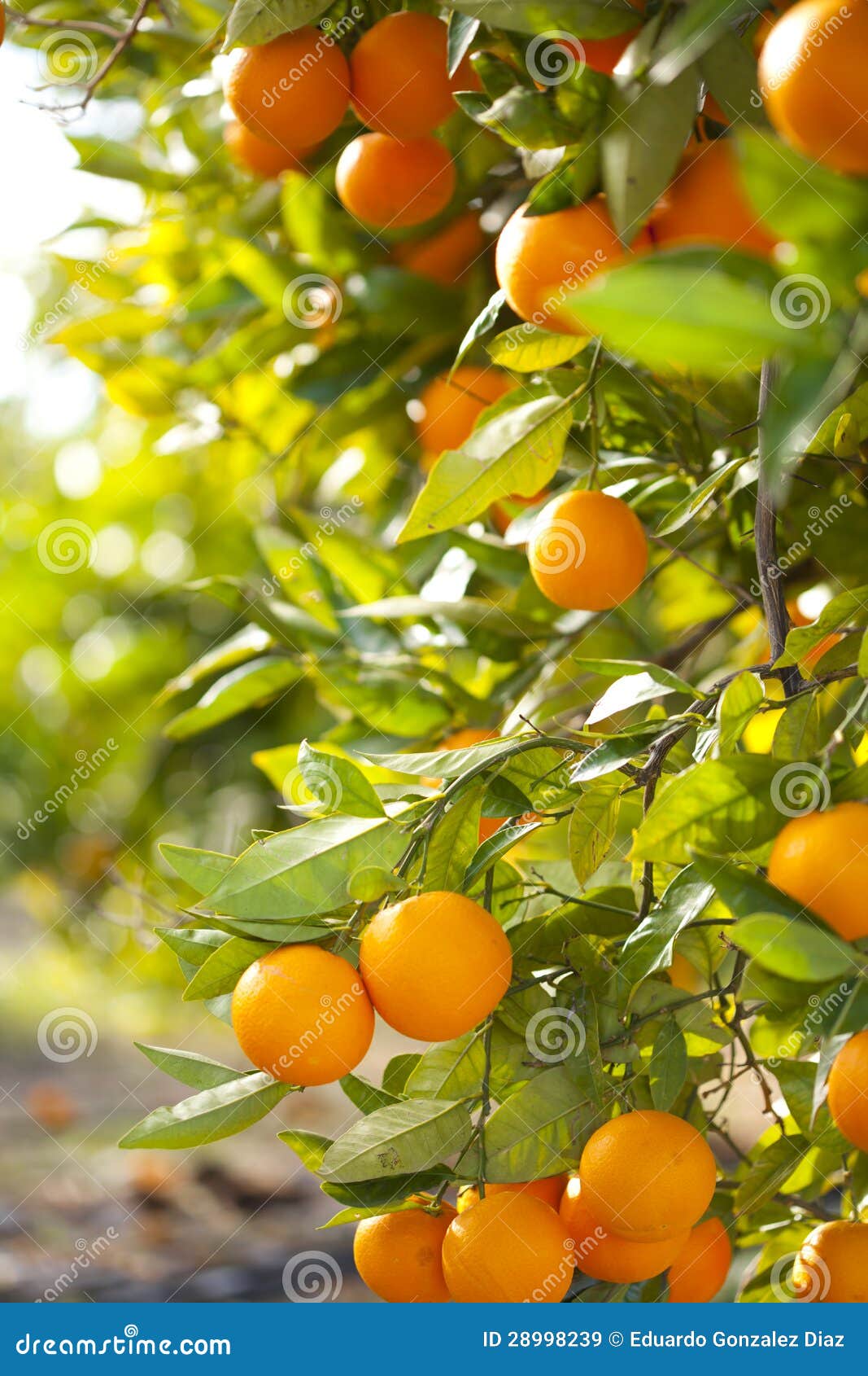 valencia orange trees