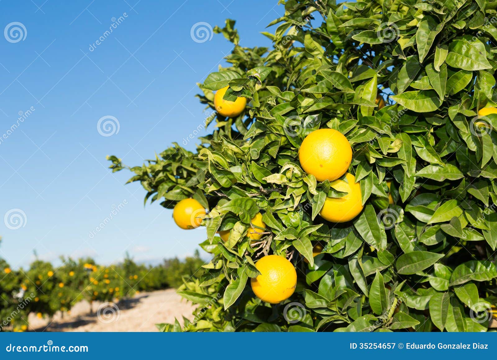 Valencia orange trees stock image. Image of food, sour 35254657