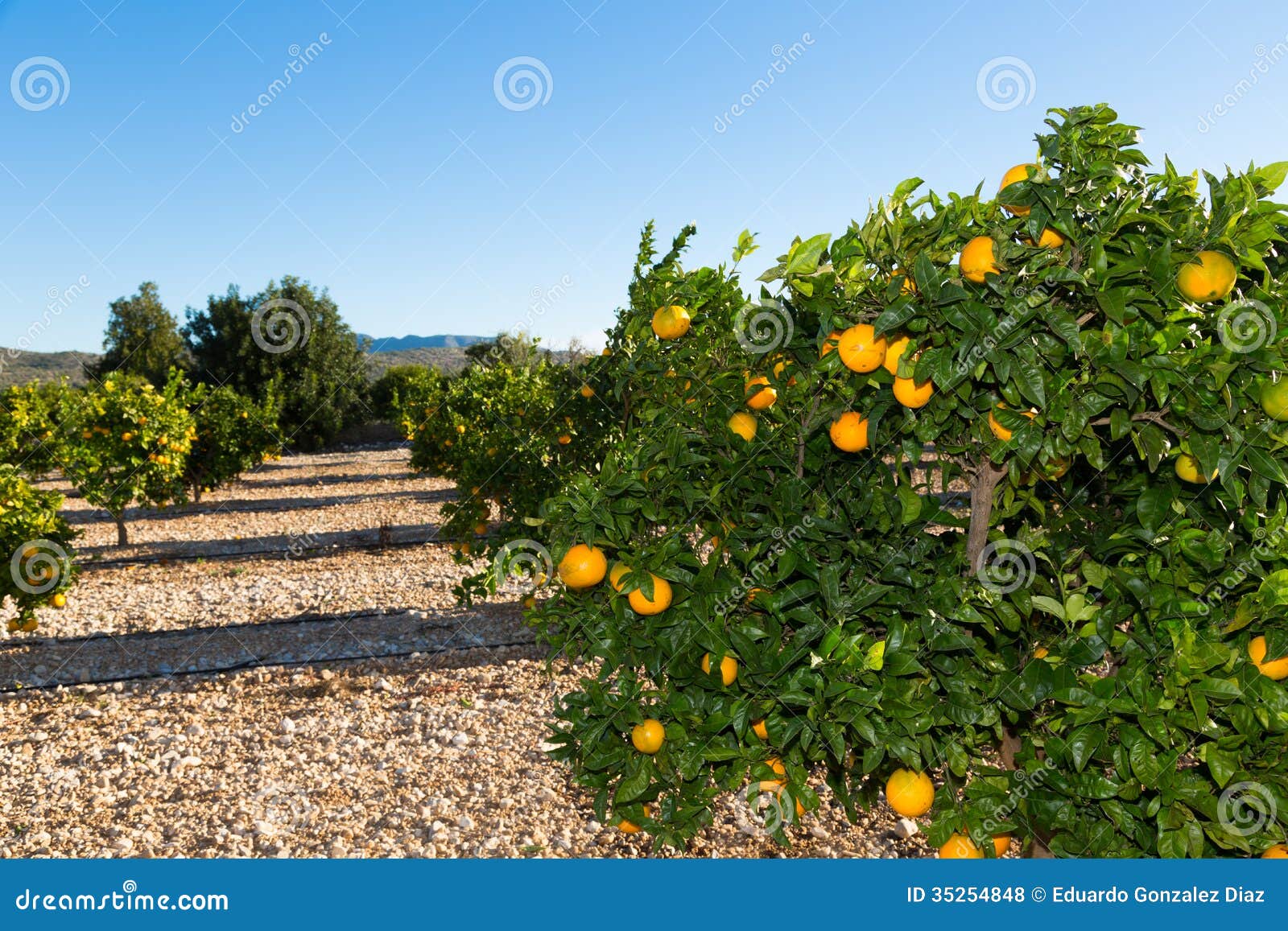 Valencia orange trees stock photo. Image of groceries 35254848
