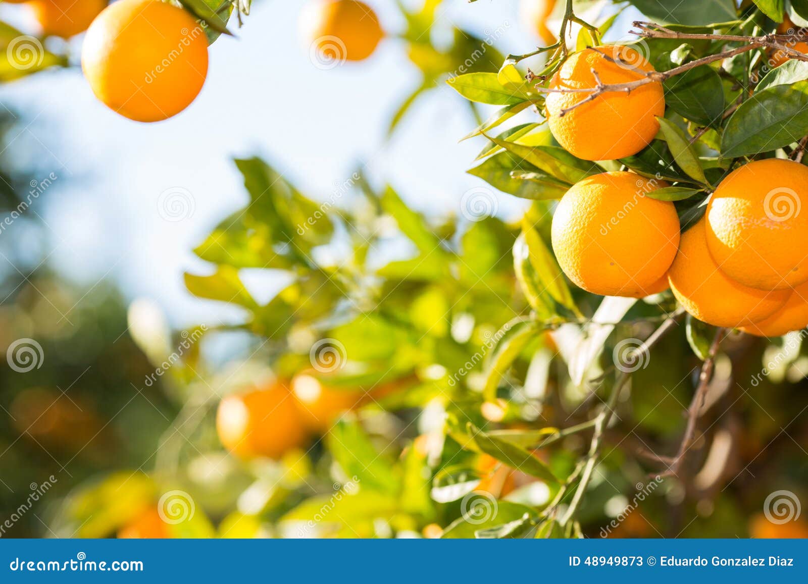 Valencia orange trees stock image. Image of citric, orange 48949873